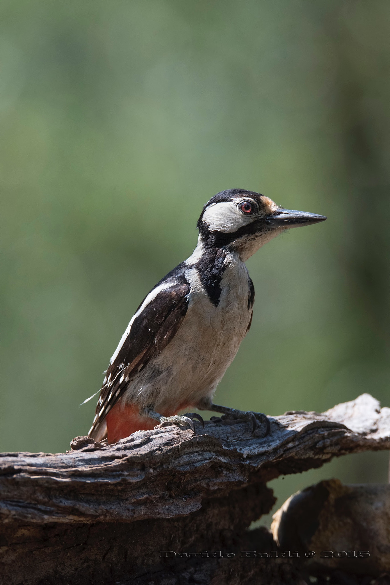 Nikon D750 + Sigma 150-600mm F5-6.3 DG OS HSM | S sample photo. Picchio rosso (femmina) photography