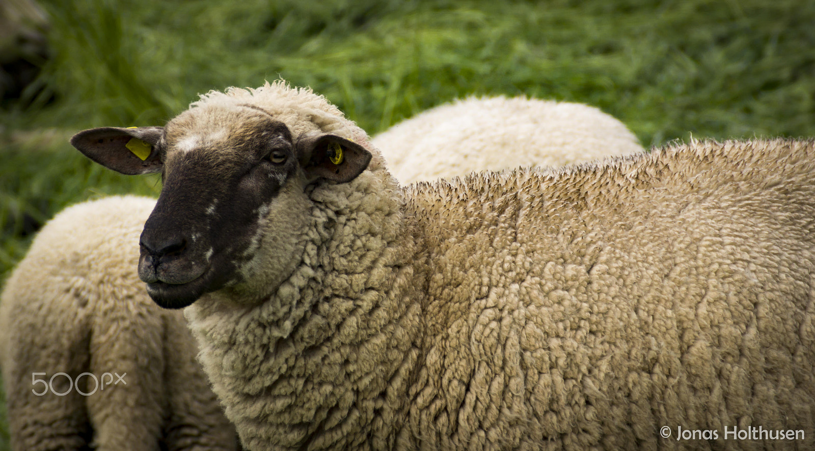 Sony SLT-A65 (SLT-A65V) sample photo. Sheep so small photography