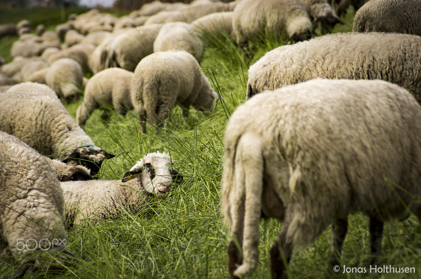 Sony SLT-A65 (SLT-A65V) sample photo. Sheep so small photography