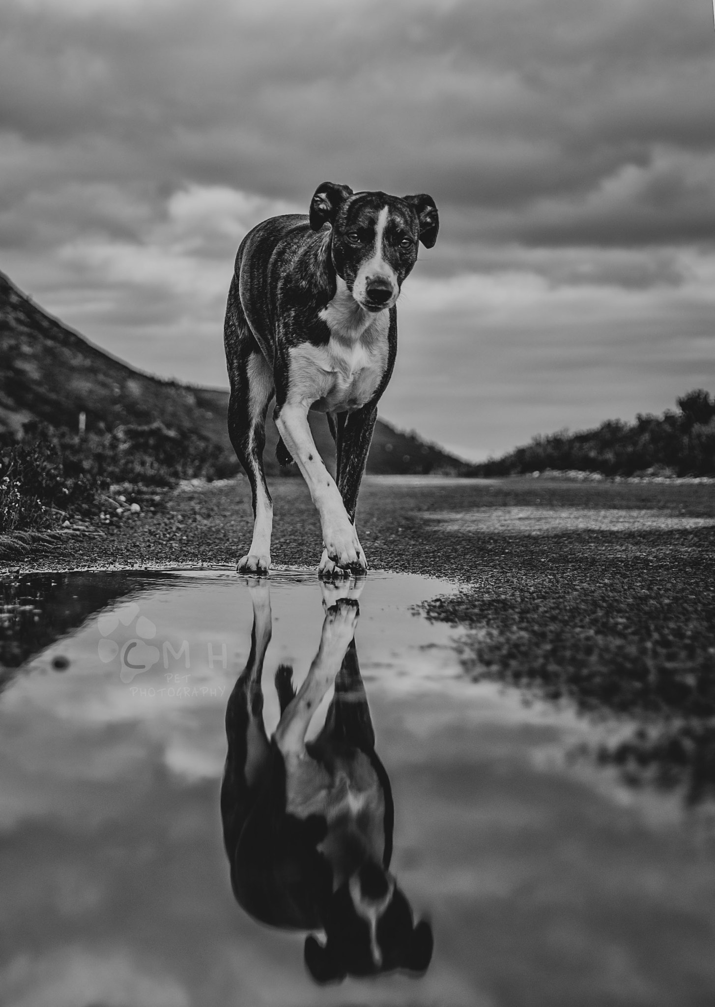 Sigma 17-50mm F2.8 EX DC OS HSM sample photo. On the prowl photography