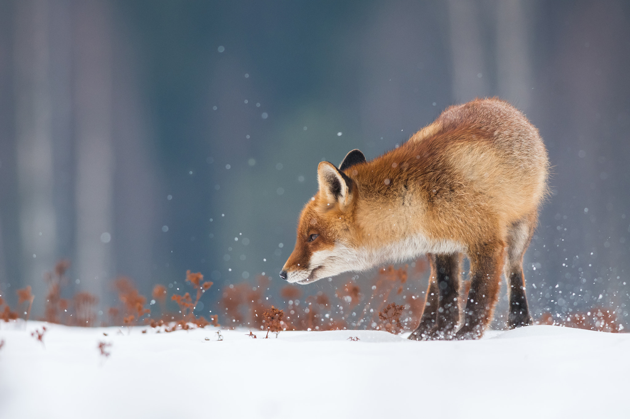 Nikon D500 + Nikon AF-S Nikkor 300mm F4D ED-IF sample photo. The red fox photography