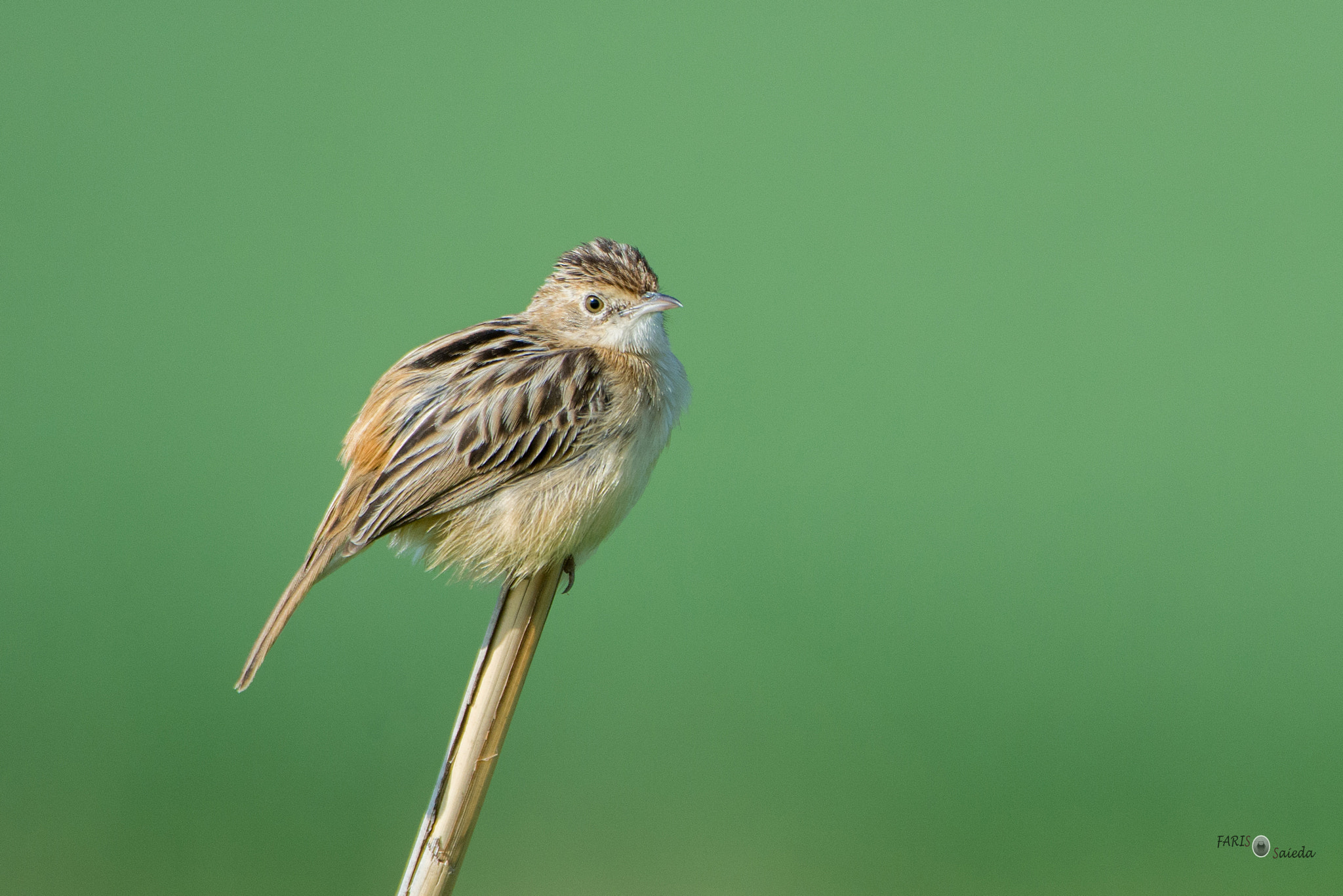 Nikon AF-S Nikkor 200-400mm F4G ED-IF VR sample photo