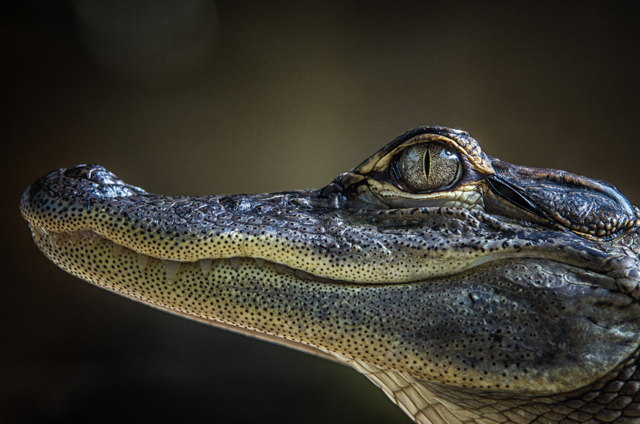 Pentax K-5 sample photo. Alligator photography