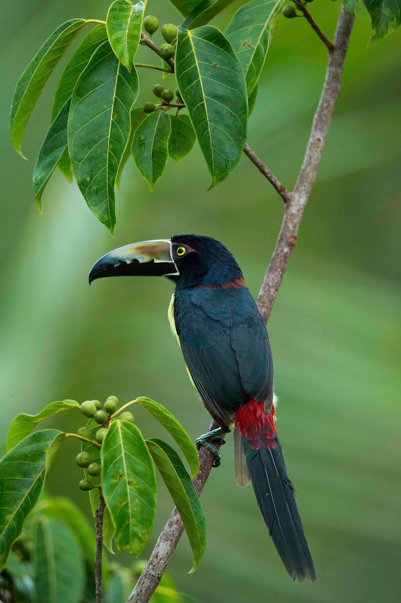 Canon EF 400mm F2.8L IS II USM sample photo. Collared aracari photography