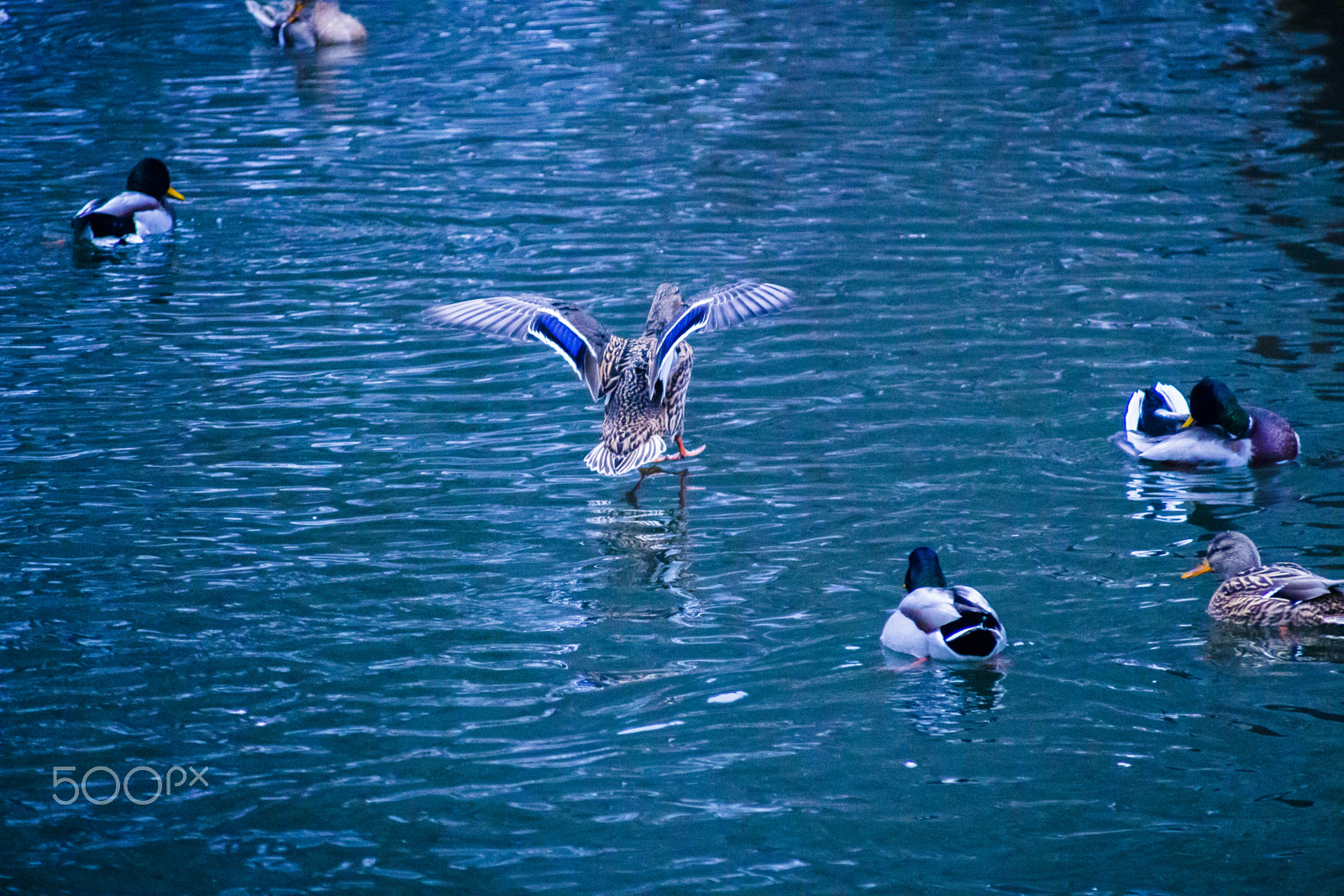 Canon EOS 700D (EOS Rebel T5i / EOS Kiss X7i) + Canon TS-E 90mm F2.8 Tilt-Shift sample photo. Duck 5 photography