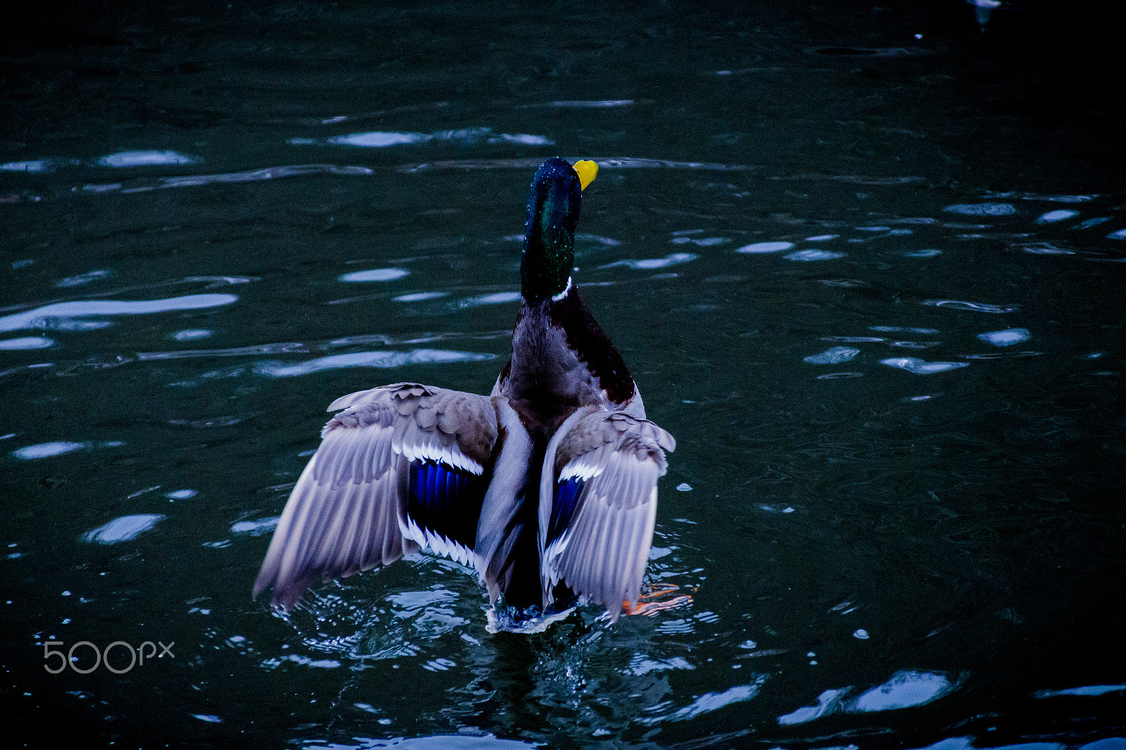Canon EOS 700D (EOS Rebel T5i / EOS Kiss X7i) + Canon TS-E 90mm F2.8 Tilt-Shift sample photo. Duck 6 photography