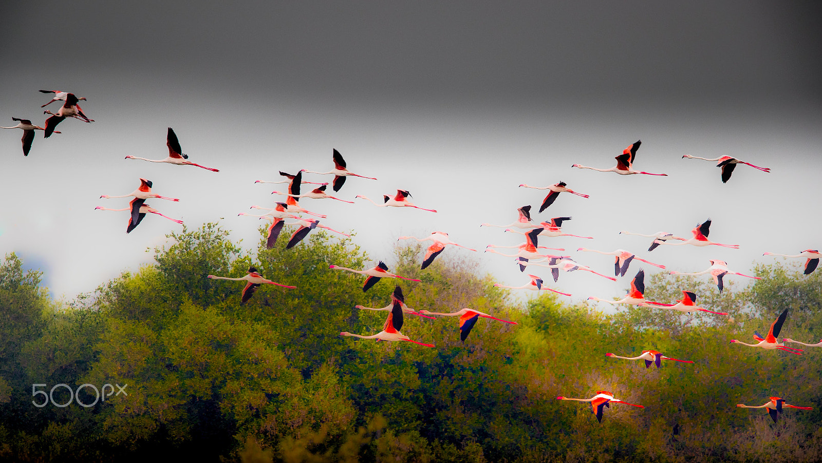 Canon EF 600mm F4L IS II USM sample photo. Flight of the flamingoes photography