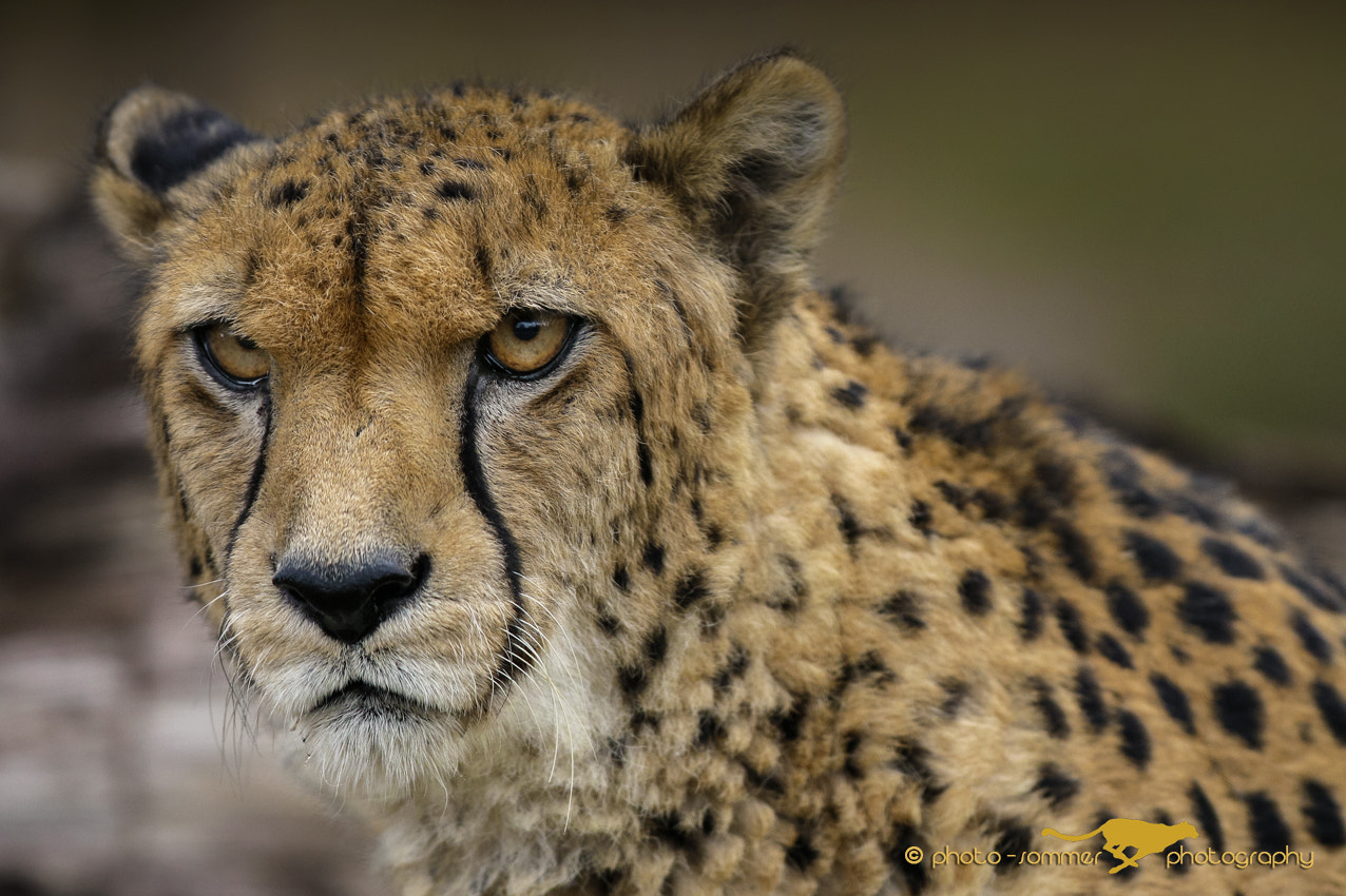 Canon EOS 70D + Canon EF 300mm F2.8L IS USM sample photo. Cheetah photography