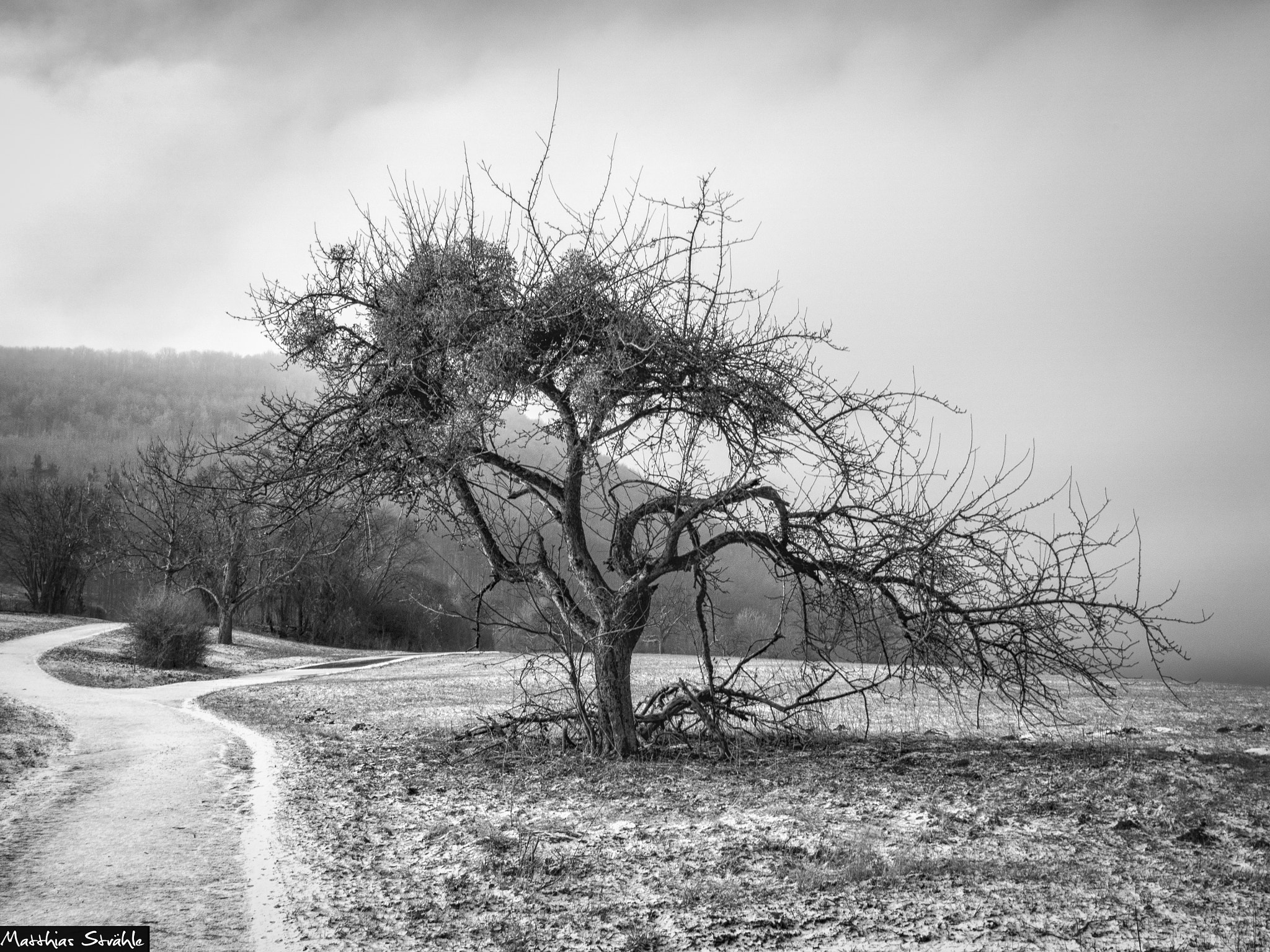 Olympus OM-D E-M5 II sample photo. Love trees photography