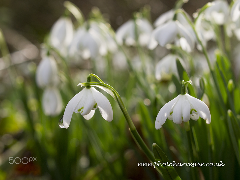 Olympus PEN E-PL1 + OLYMPUS 35mm Lens sample photo. Snowdrops after rain 2 photography