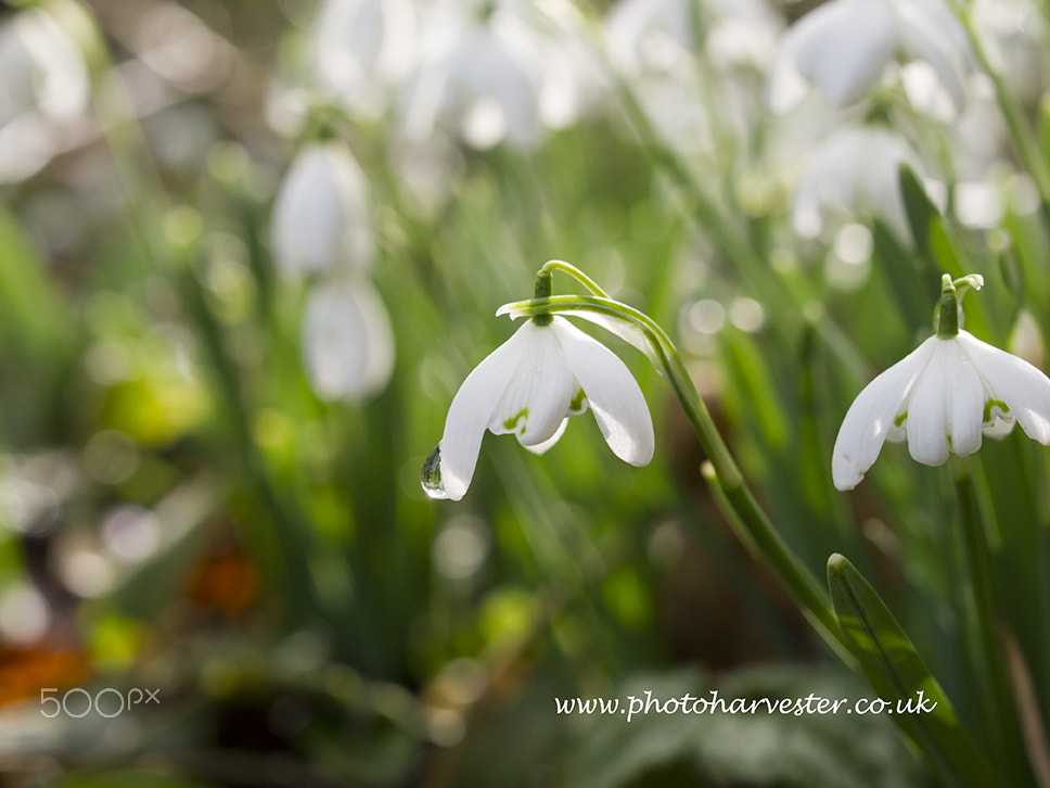 Olympus PEN E-PL1 + OLYMPUS 35mm Lens sample photo. Snowdrops after rain 1 photography