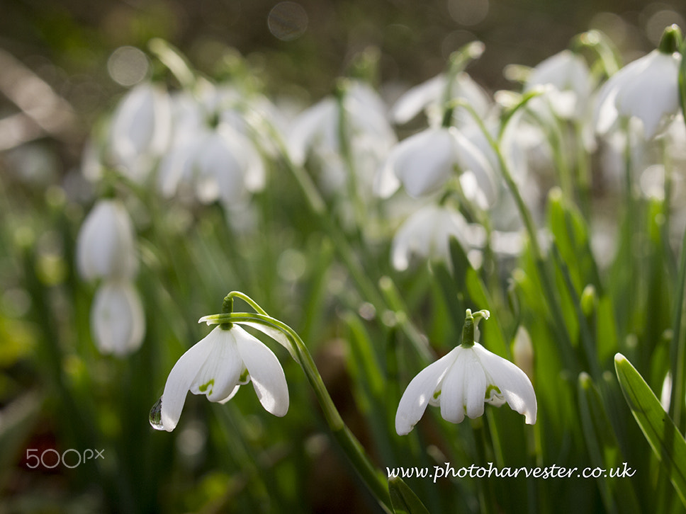 Olympus PEN E-PL1 + OLYMPUS 35mm Lens sample photo. Snowdrops after rain 3 photography