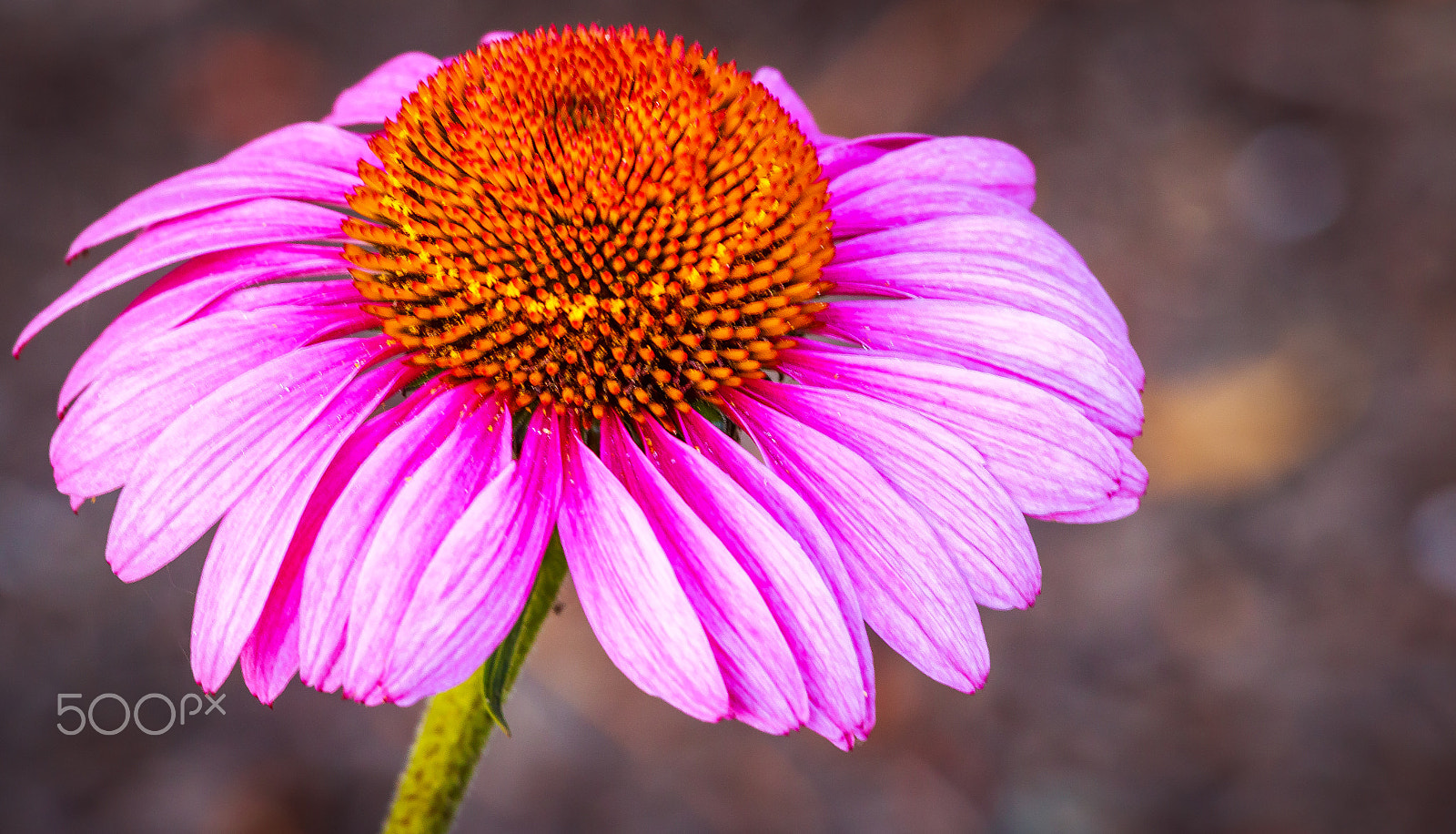 Canon EOS 70D + Canon EF 70-200mm F4L IS USM sample photo. Natural beauty photography