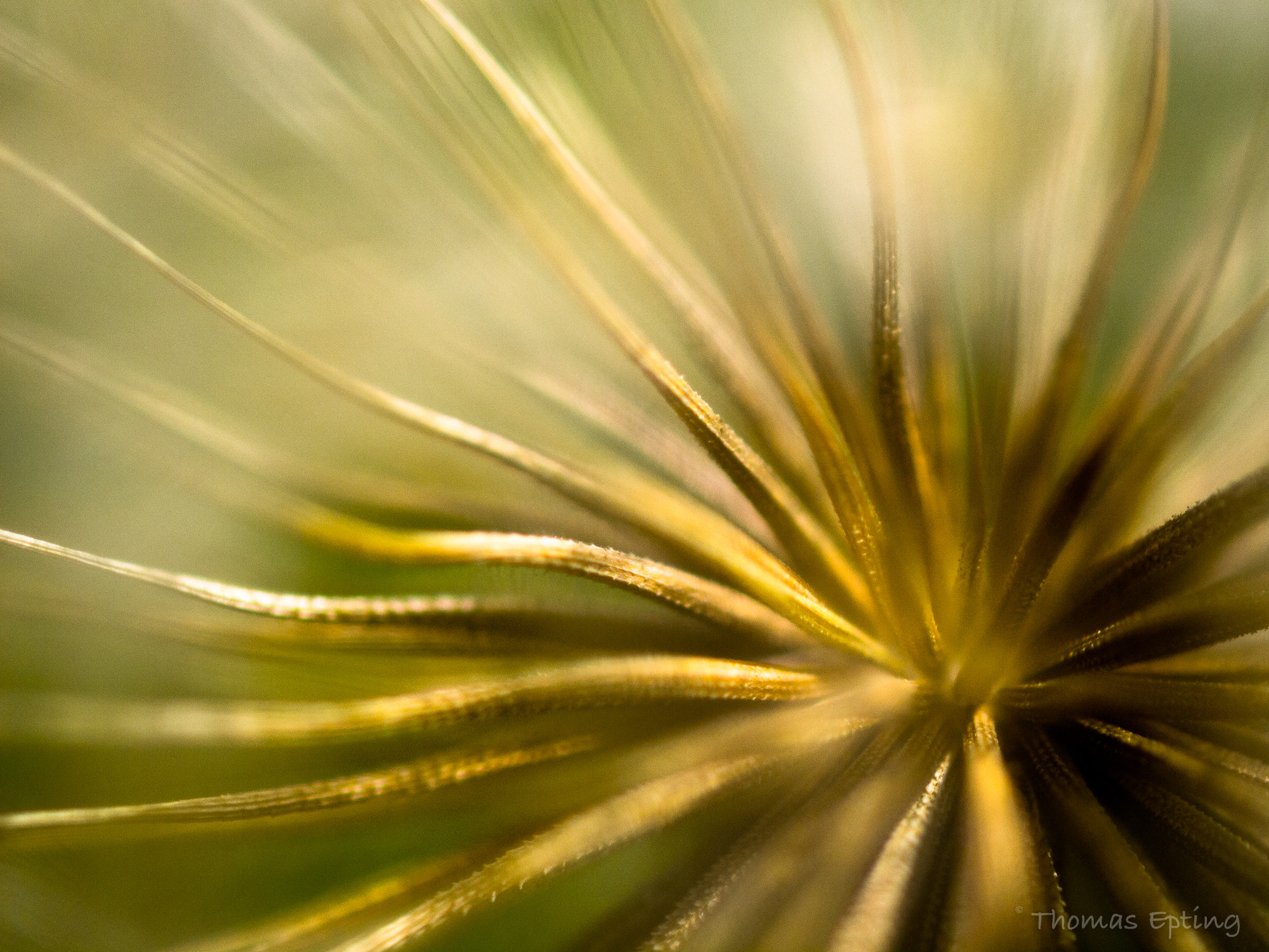 Olympus E-5 + OLYMPUS 50mm Lens sample photo. Tentacles photography