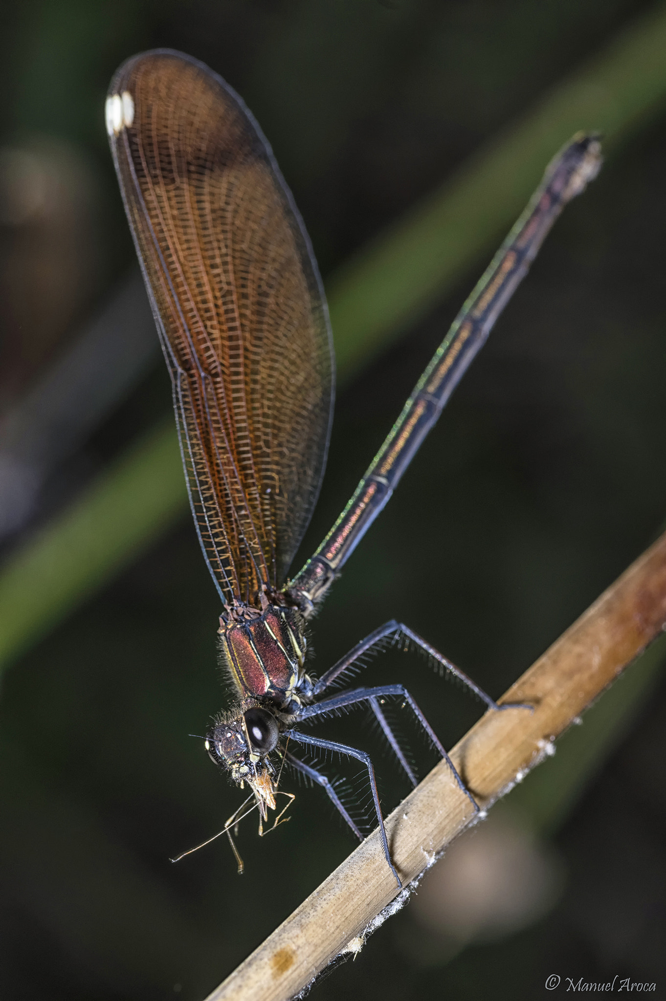 Pentax K-3 + Tamron SP AF 90mm F2.8 Di Macro sample photo. Bon profit photography