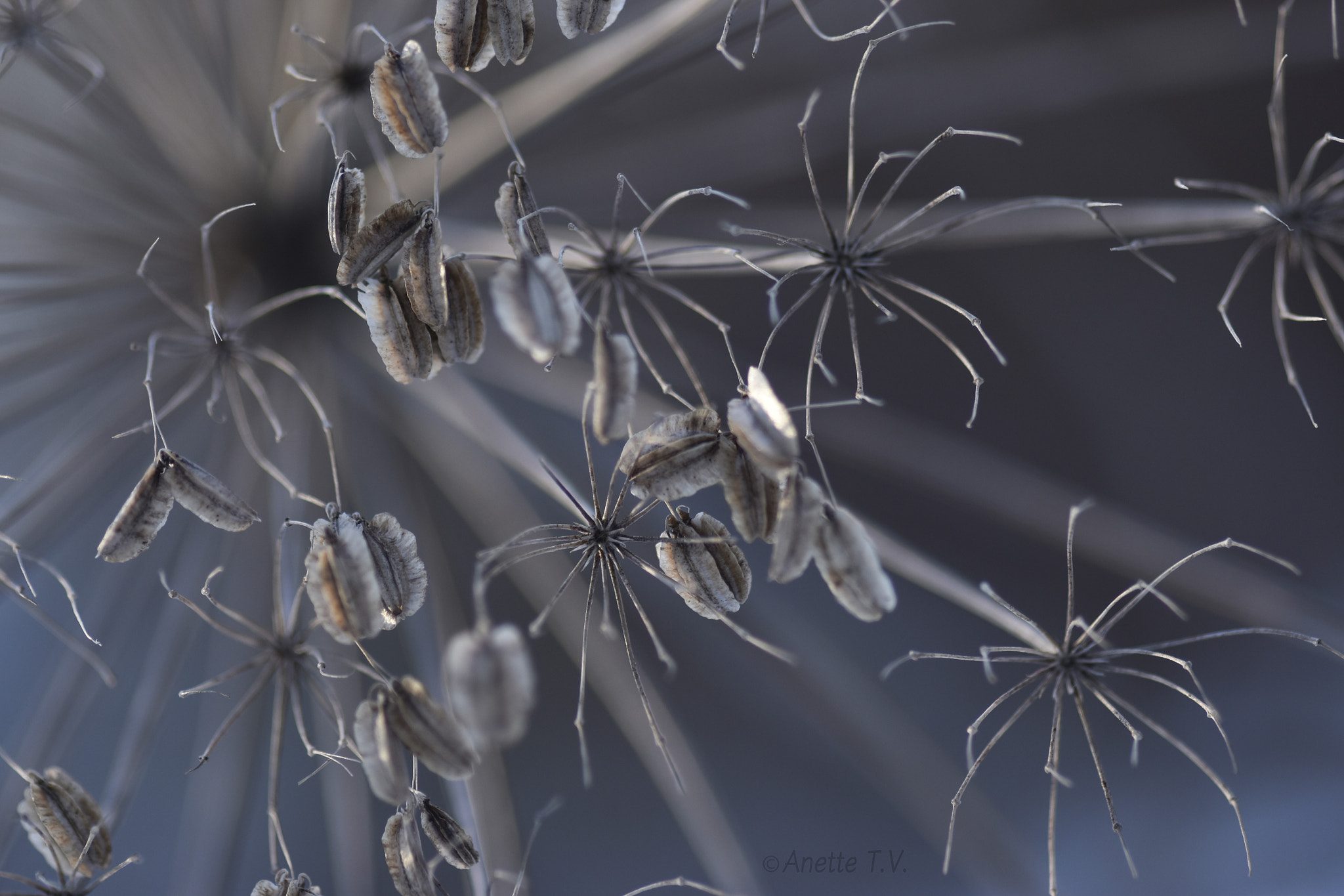 Nikon AF-S Micro-Nikkor 105mm F2.8G IF-ED VR sample photo. Nature art ... photography