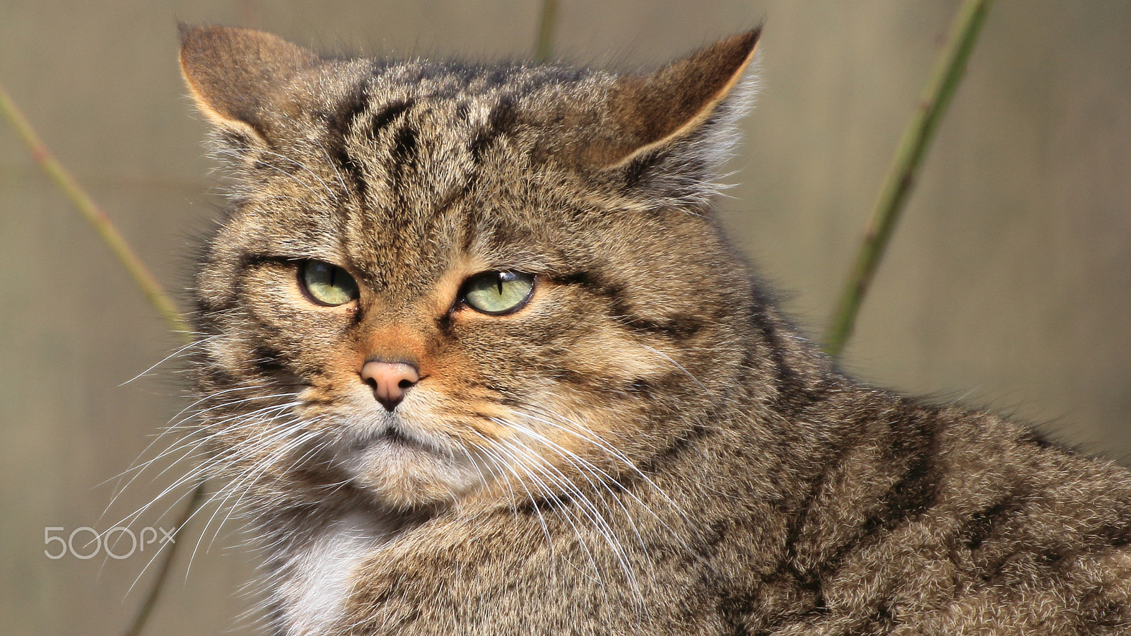 Canon EOS 60D sample photo. Wildcat photography