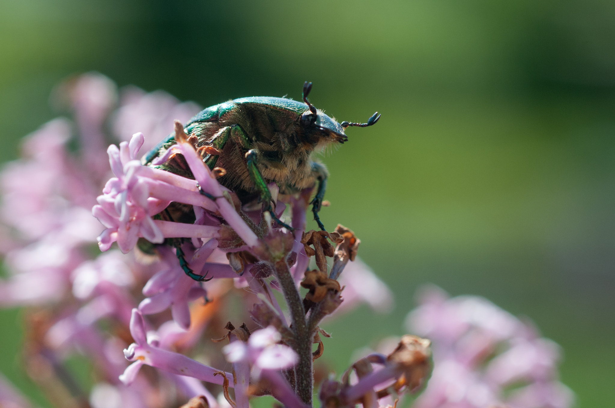 AF Micro-Nikkor 60mm f/2.8 sample photo. Symbiosis photography