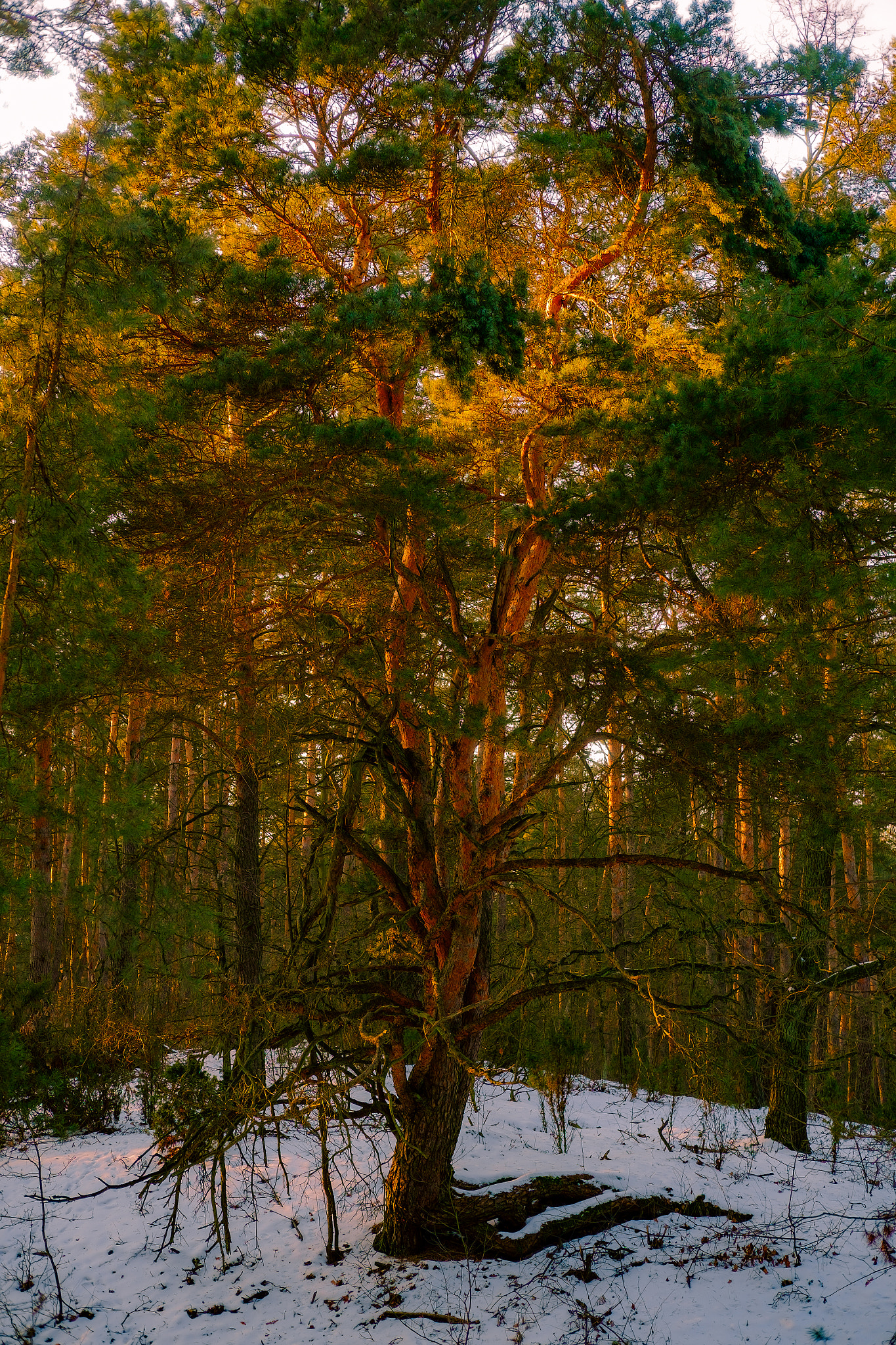 Fujifilm X-Pro1 + Fujifilm XF 35mm F2 R WR sample photo. Pine tree during sunset. photography