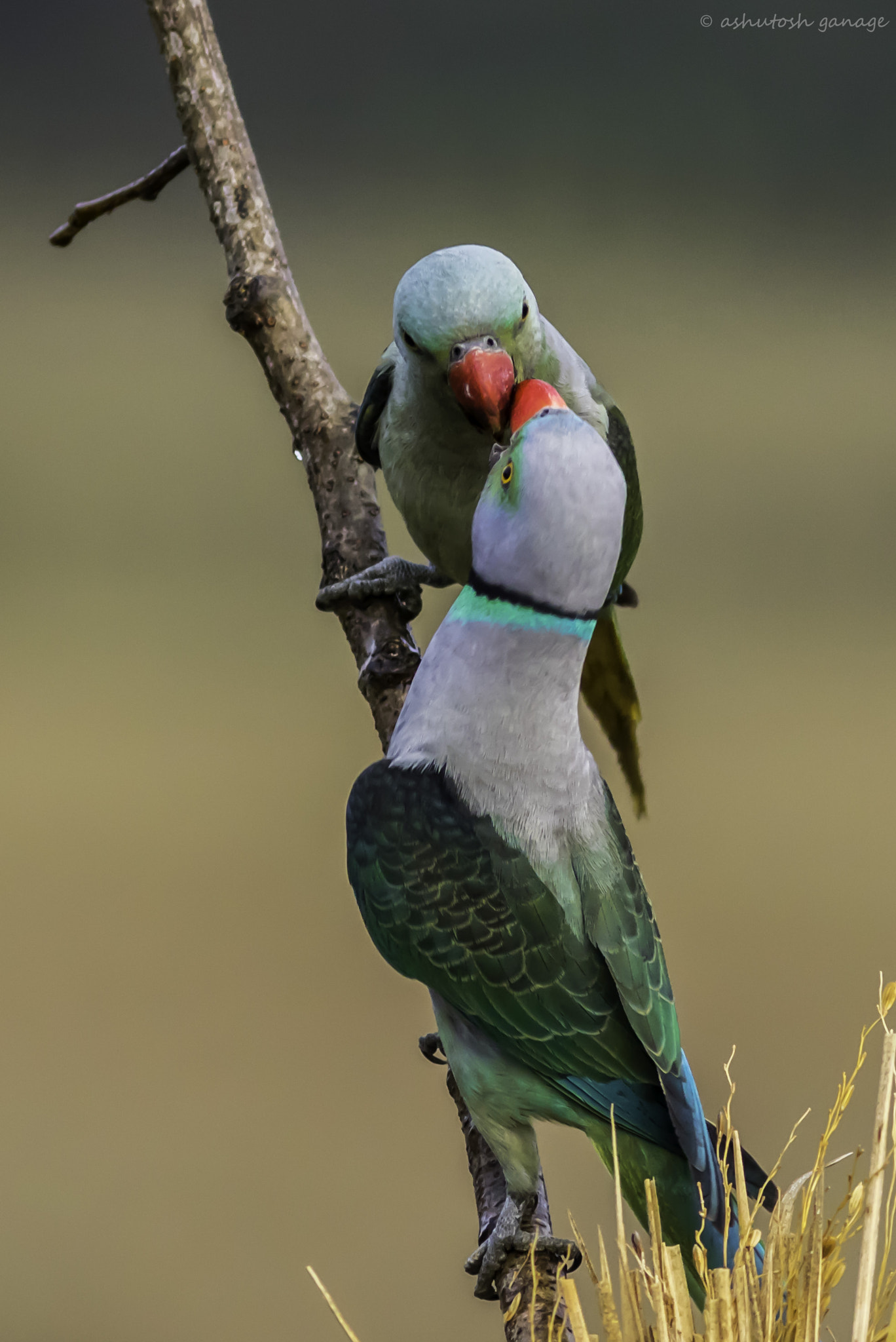 Canon EF 300mm F4L IS USM sample photo. Love in the air...... photography
