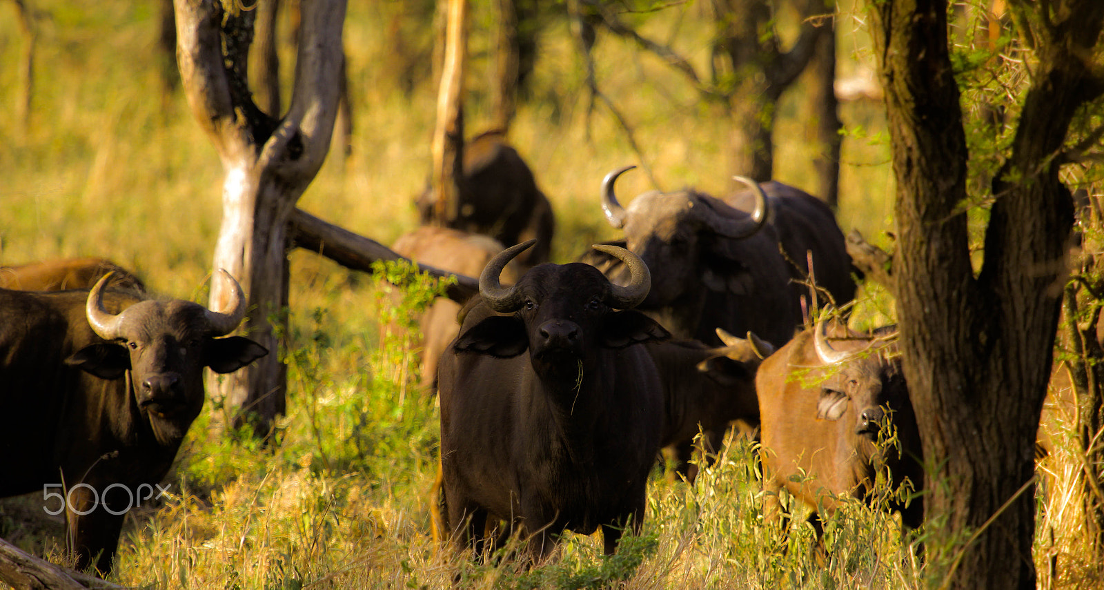 Canon EF 100-400mm F4.5-5.6L IS USM sample photo. African buffalo! photography