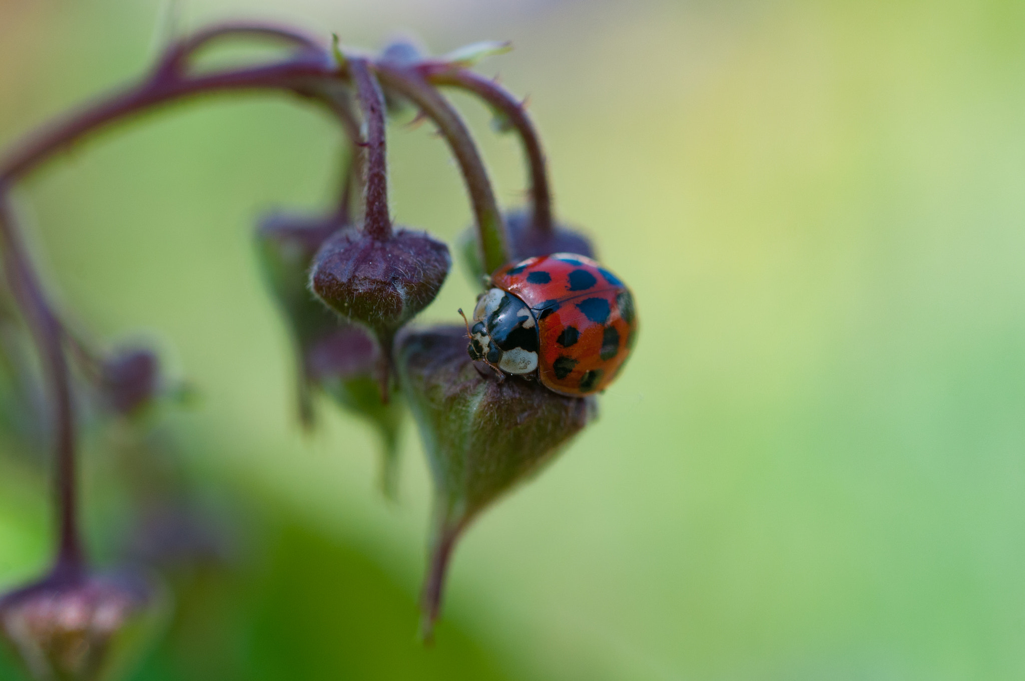 AF Micro-Nikkor 60mm f/2.8 sample photo. Fortune photography