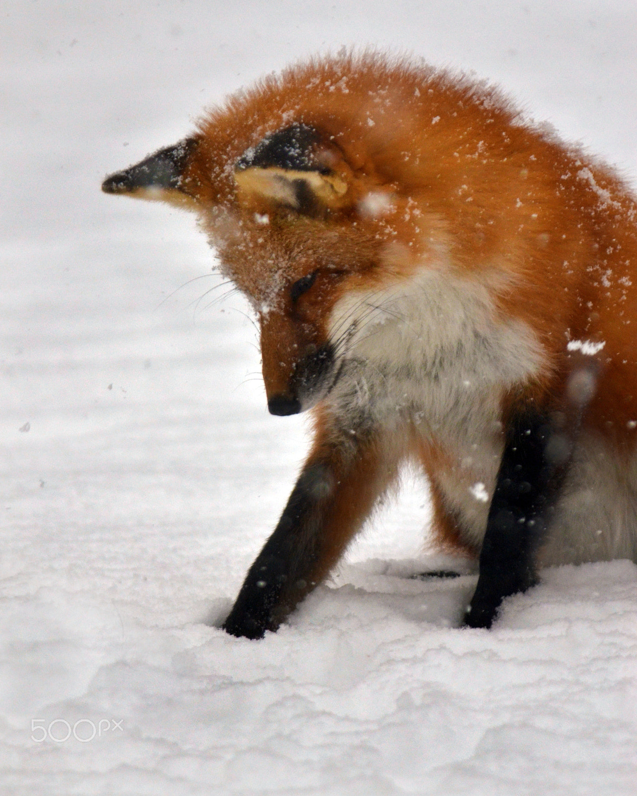 Nikon AF DX Fisheye-Nikkor 10.5mm F2.8G ED sample photo. Red fox in the snow photography