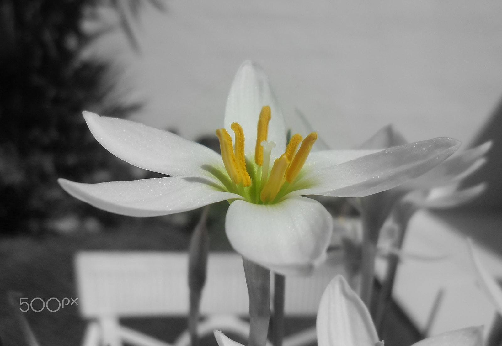 Samsung ES80/ ES81 sample photo. Cefirantes byn photography