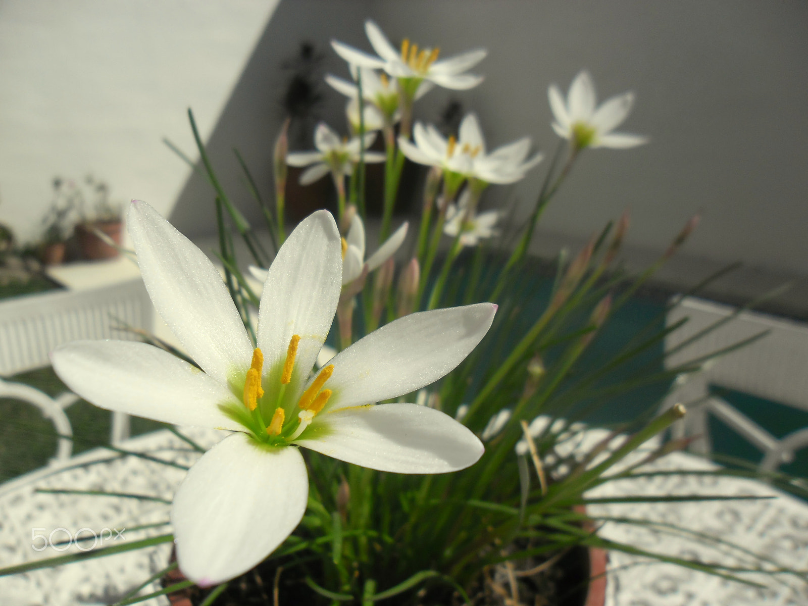 Samsung ES80/ ES81 sample photo. Cefirantes asomando photography
