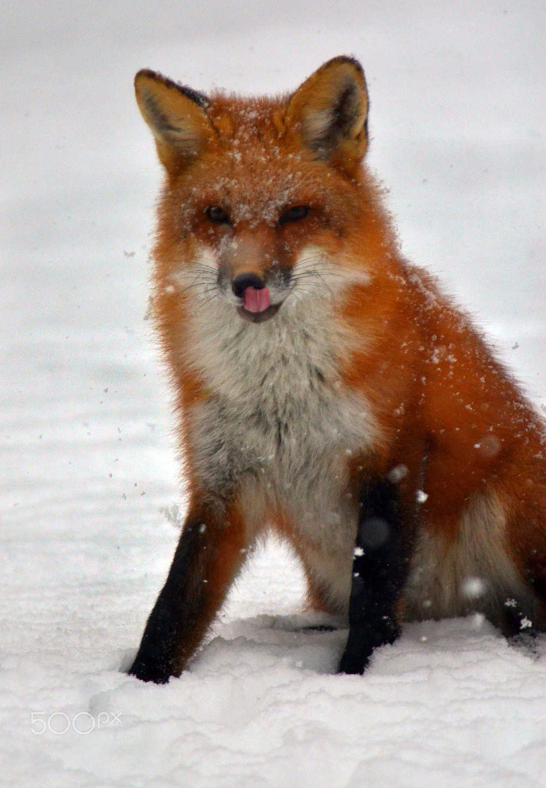 Nikon D7000 + Sigma 200-500mm F2.8 EX DG sample photo. Red fox in the snow photography