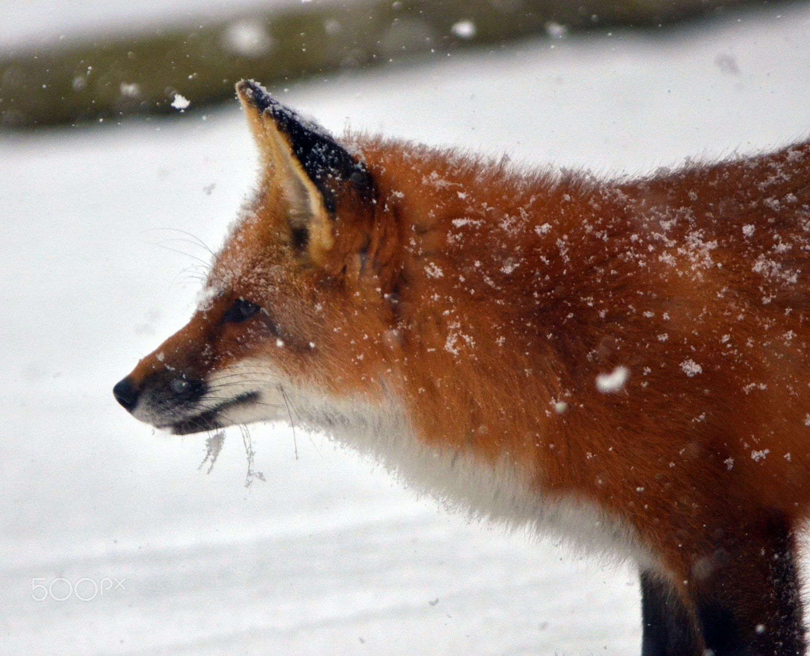 Nikon D7000 + Nikon AF Nikkor 85mm F1.8D sample photo. Red fox in the snow photography
