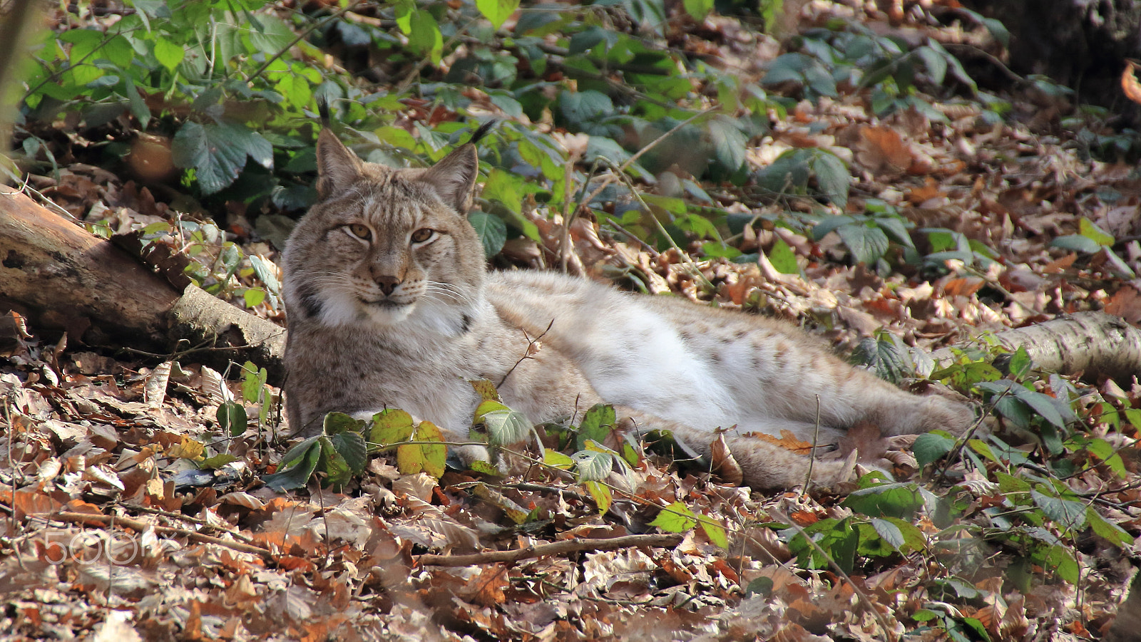 Canon EOS 60D sample photo. Lynx photography