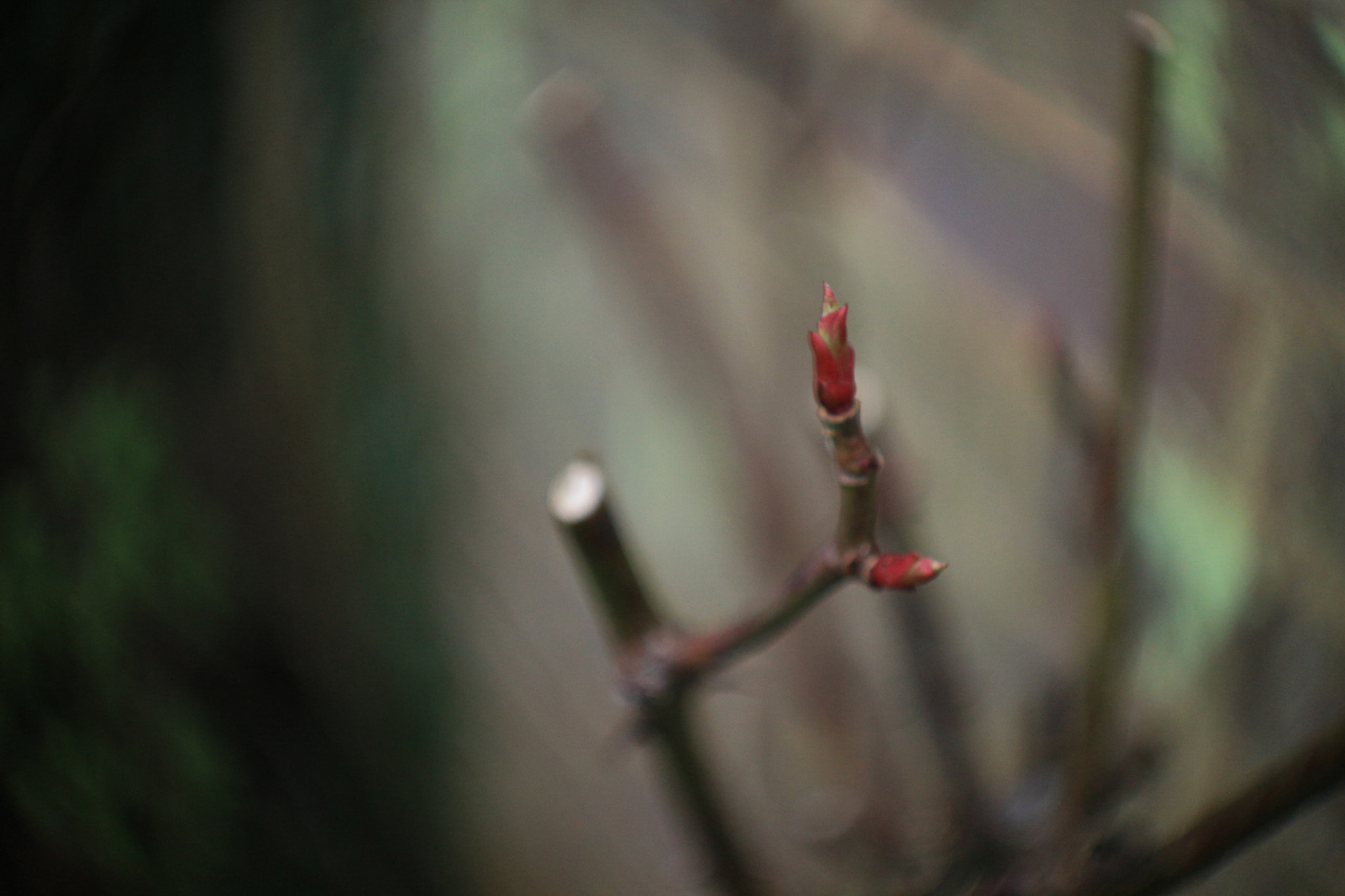 Canon EOS 100D (EOS Rebel SL1 / EOS Kiss X7) + Canon EF 40mm F2.8 STM sample photo. Buds photography