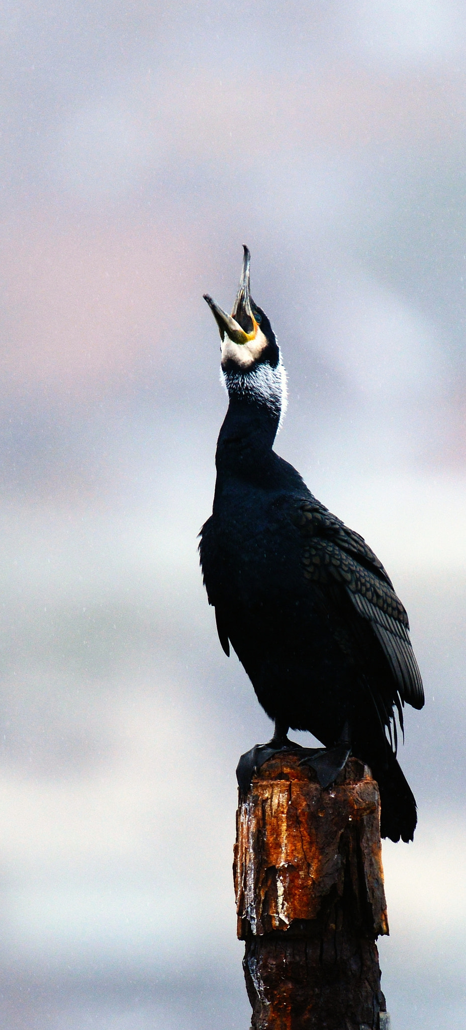 Nikon AF-S Nikkor 600mm F4D ED-IF II sample photo. Singing cormorant photography