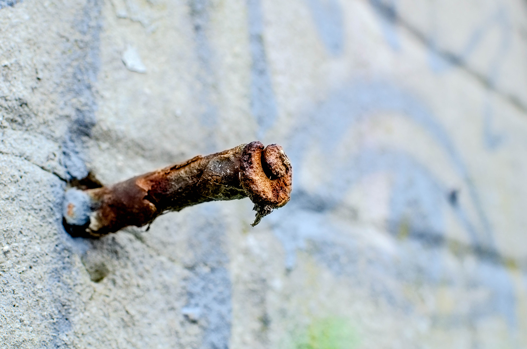 Nikon D7000 sample photo. Rusty nail photography