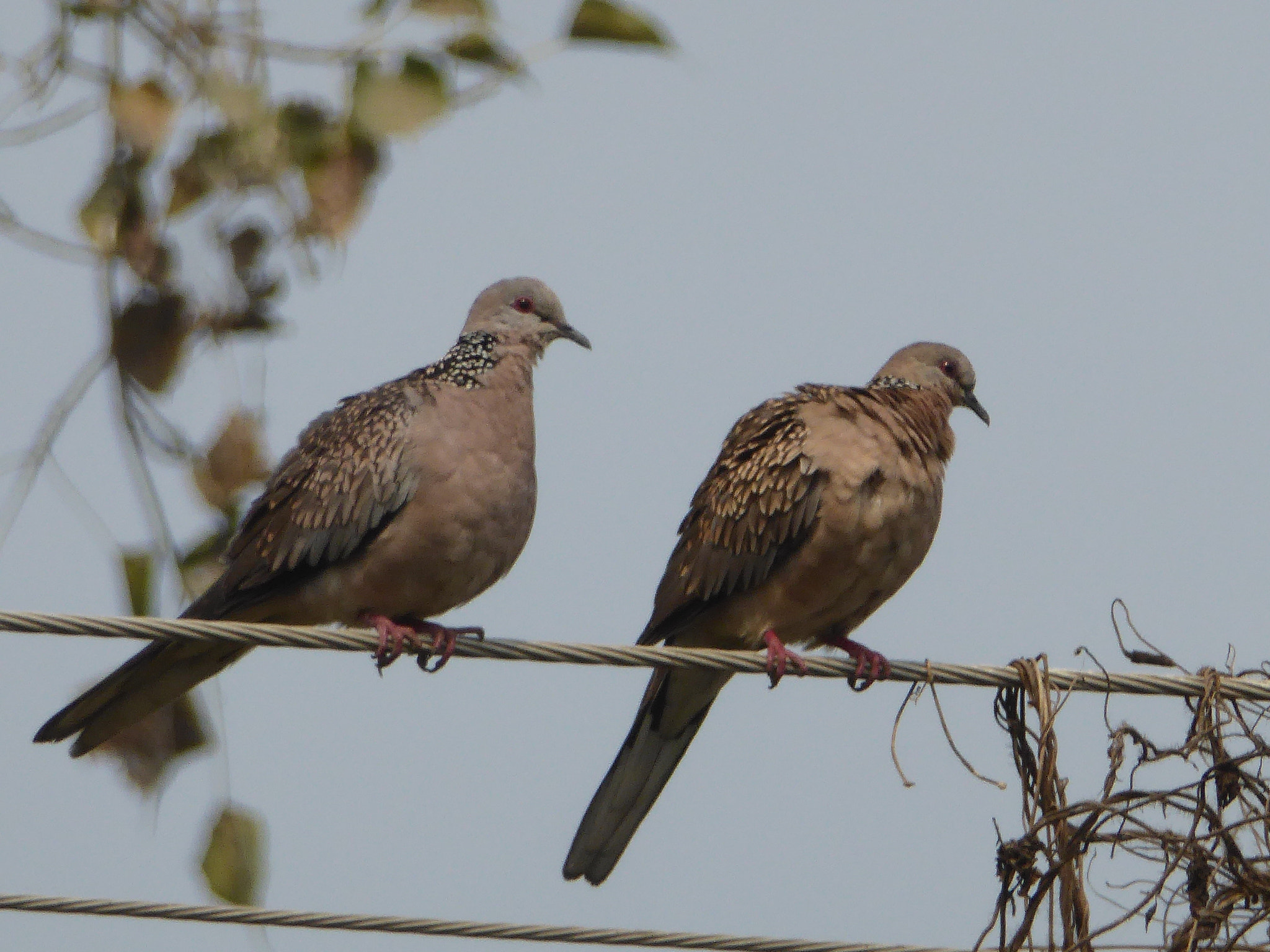 Panasonic Lumix DMC-ZS40 (Lumix DMC-TZ60) sample photo. Birds photography