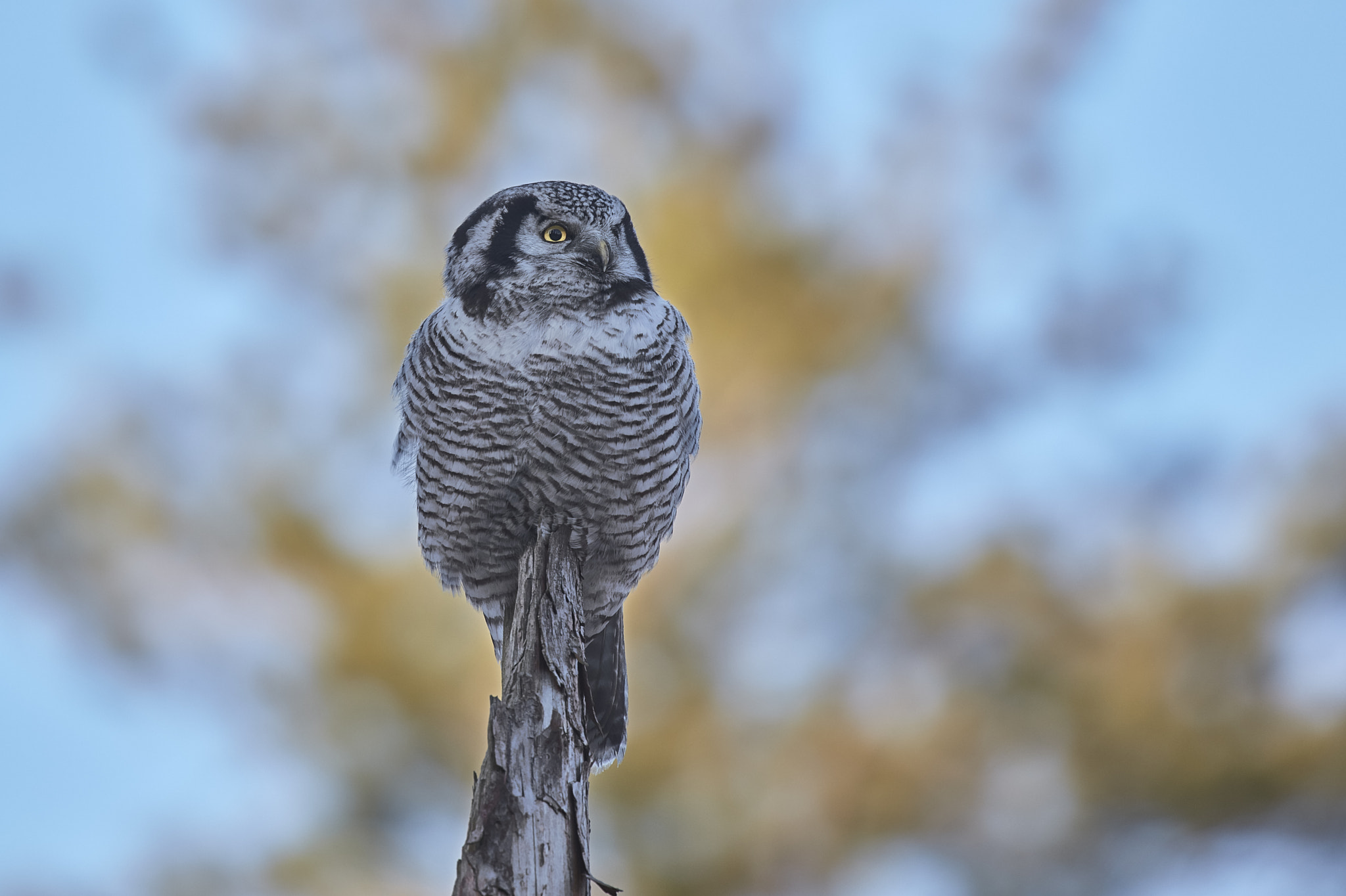 Canon EOS 5DS R + Canon EF 100-400mm F4.5-5.6L IS II USM sample photo. Nothern hawk-owl photography