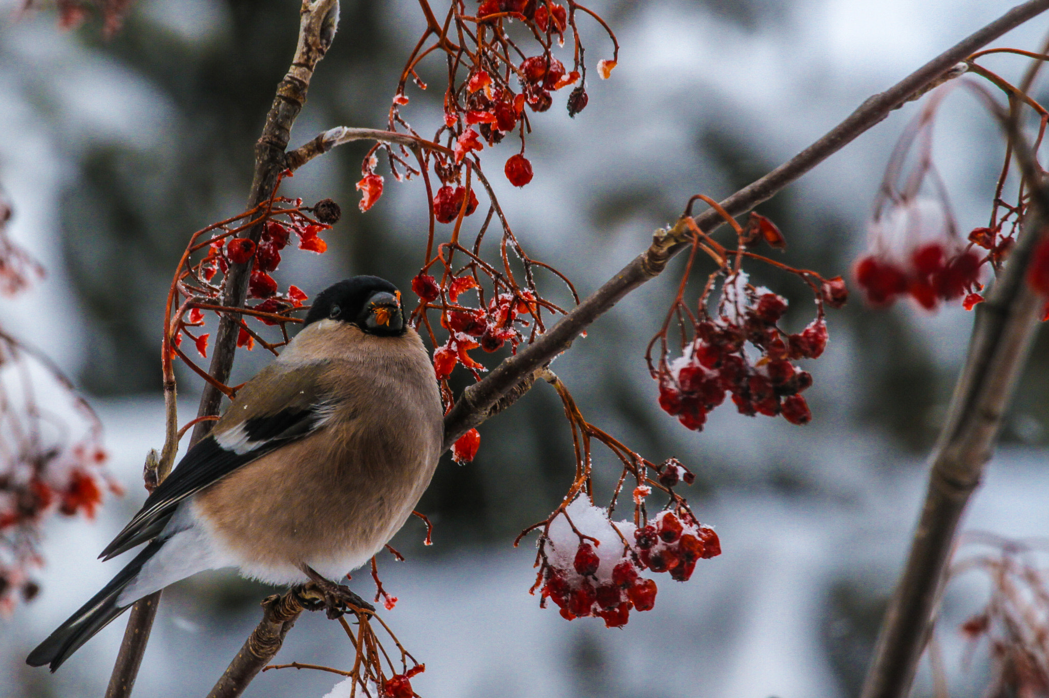 Canon EF 70-300mm F4-5.6L IS USM sample photo. Yummy! photography