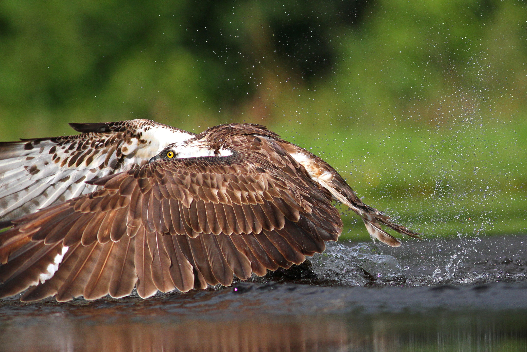 Canon EF 300mm F4L IS USM sample photo. Peek a boo osprey photography