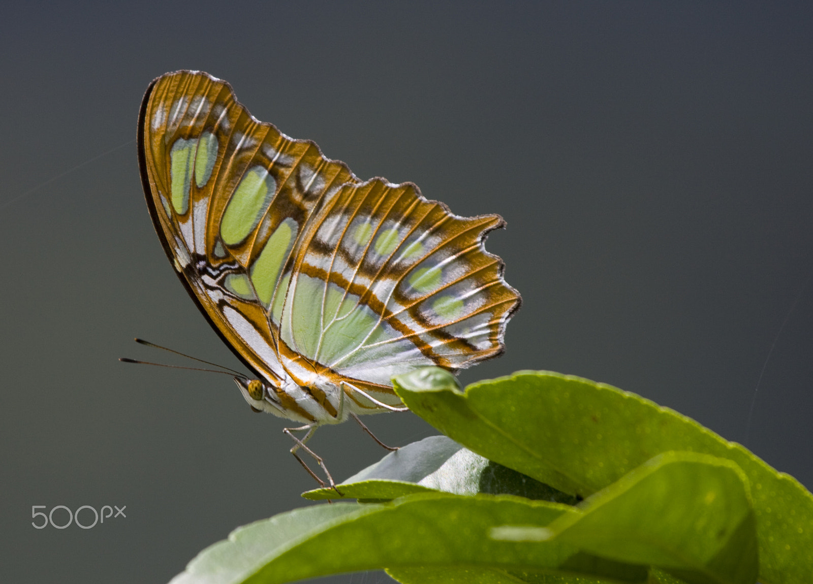 Canon EOS 50D + Canon EF 100-400mm F4.5-5.6L IS USM sample photo. Stunning colors photography