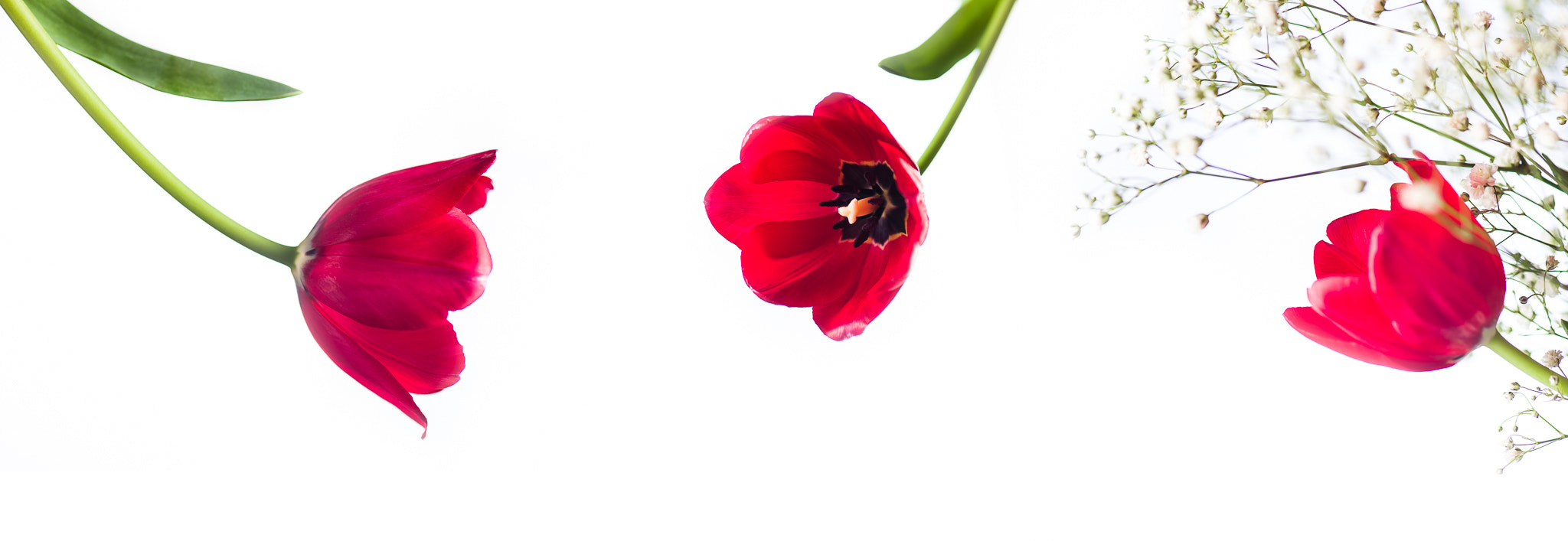 Nikon D4S sample photo. These flowers... photography