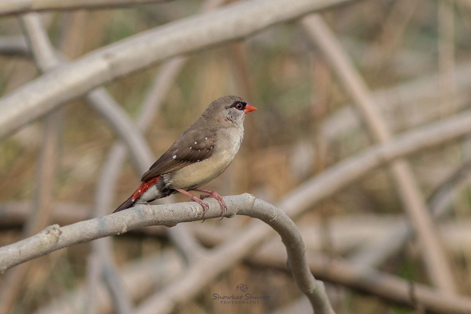 Canon EF 300mm F4L IS USM sample photo. Red avadavat লাল মুনিয়া ♀ photography