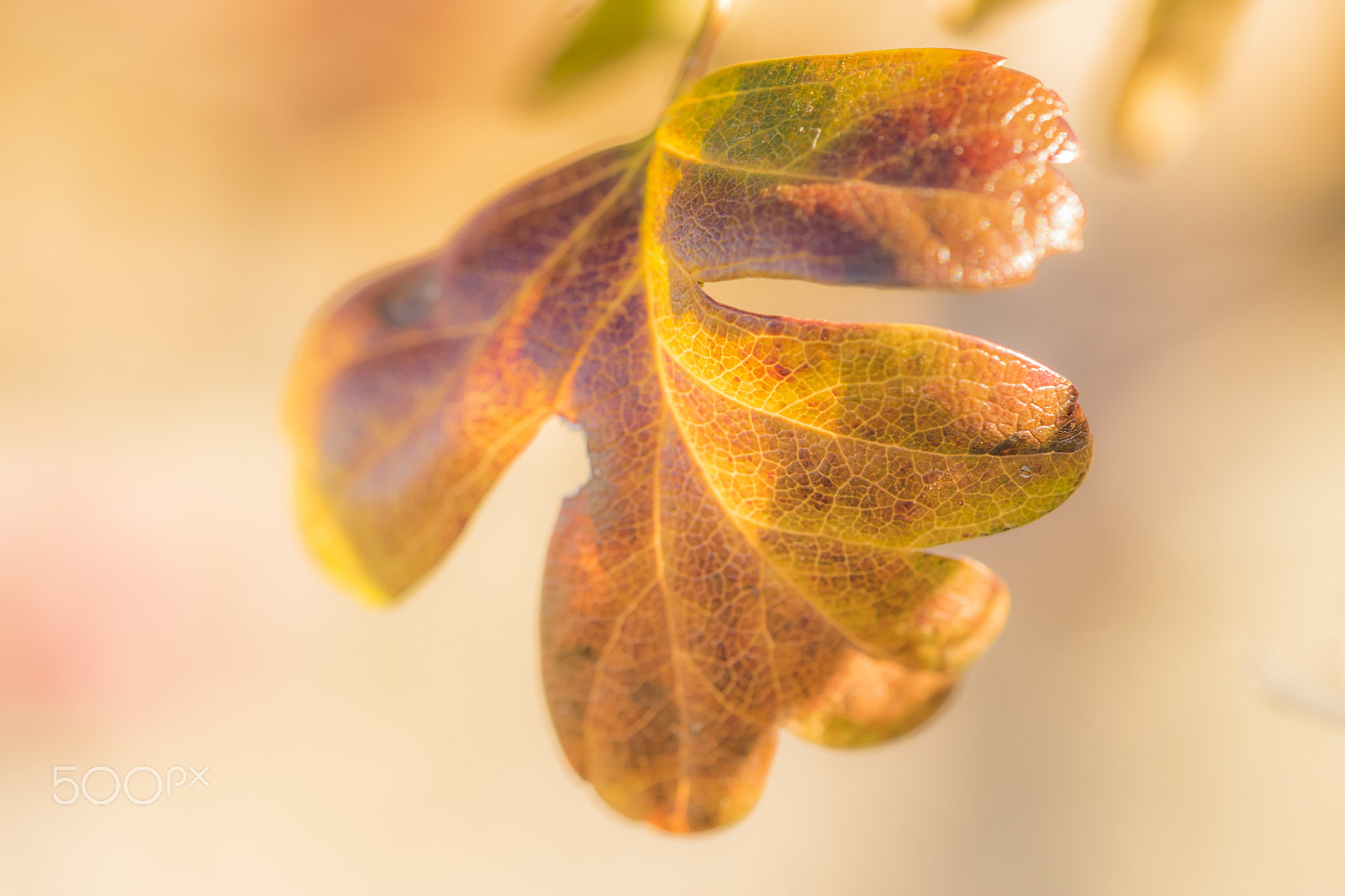 Nikon D3300 + Sigma 150mm F2.8 EX DG Macro HSM sample photo. Autumn's palette photography