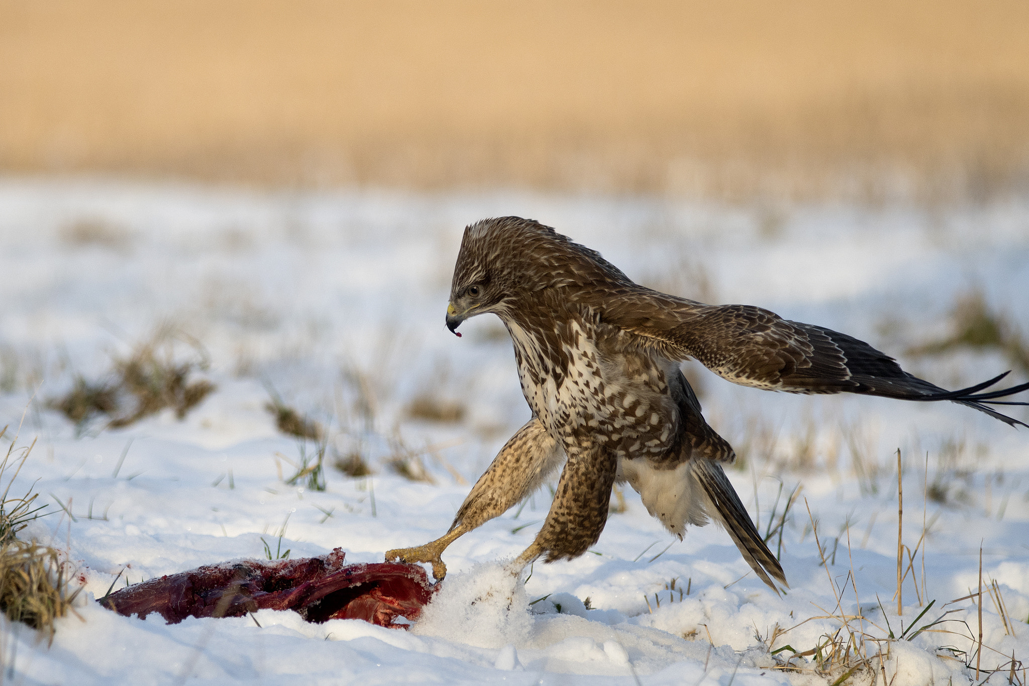 Nikon D500 + Nikon AF-S Nikkor 300mm F4D ED-IF sample photo. Common buzzard photography