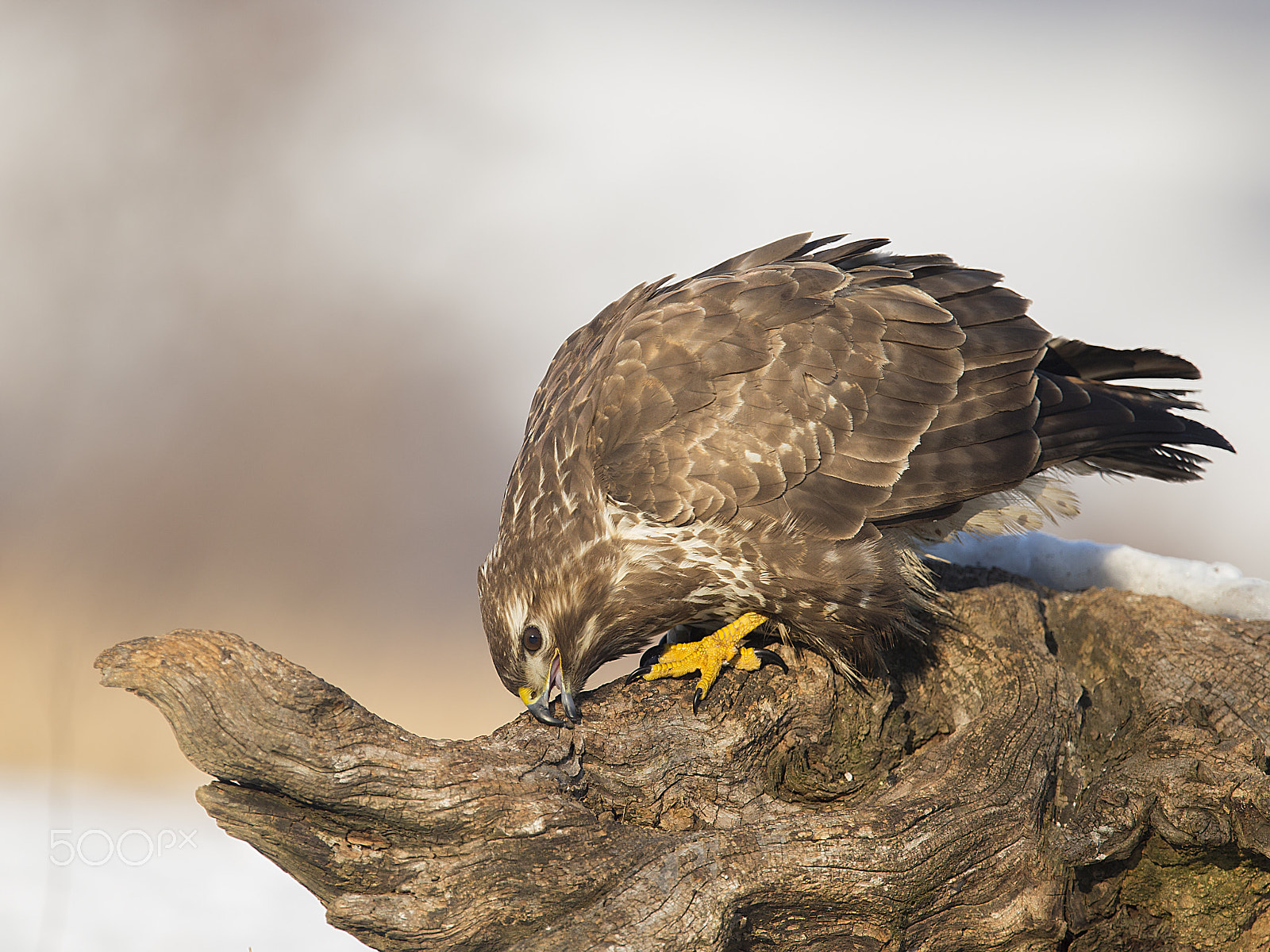 Canon EOS-1D X + Canon EF 300mm F2.8L IS USM sample photo. Cleaning time photography