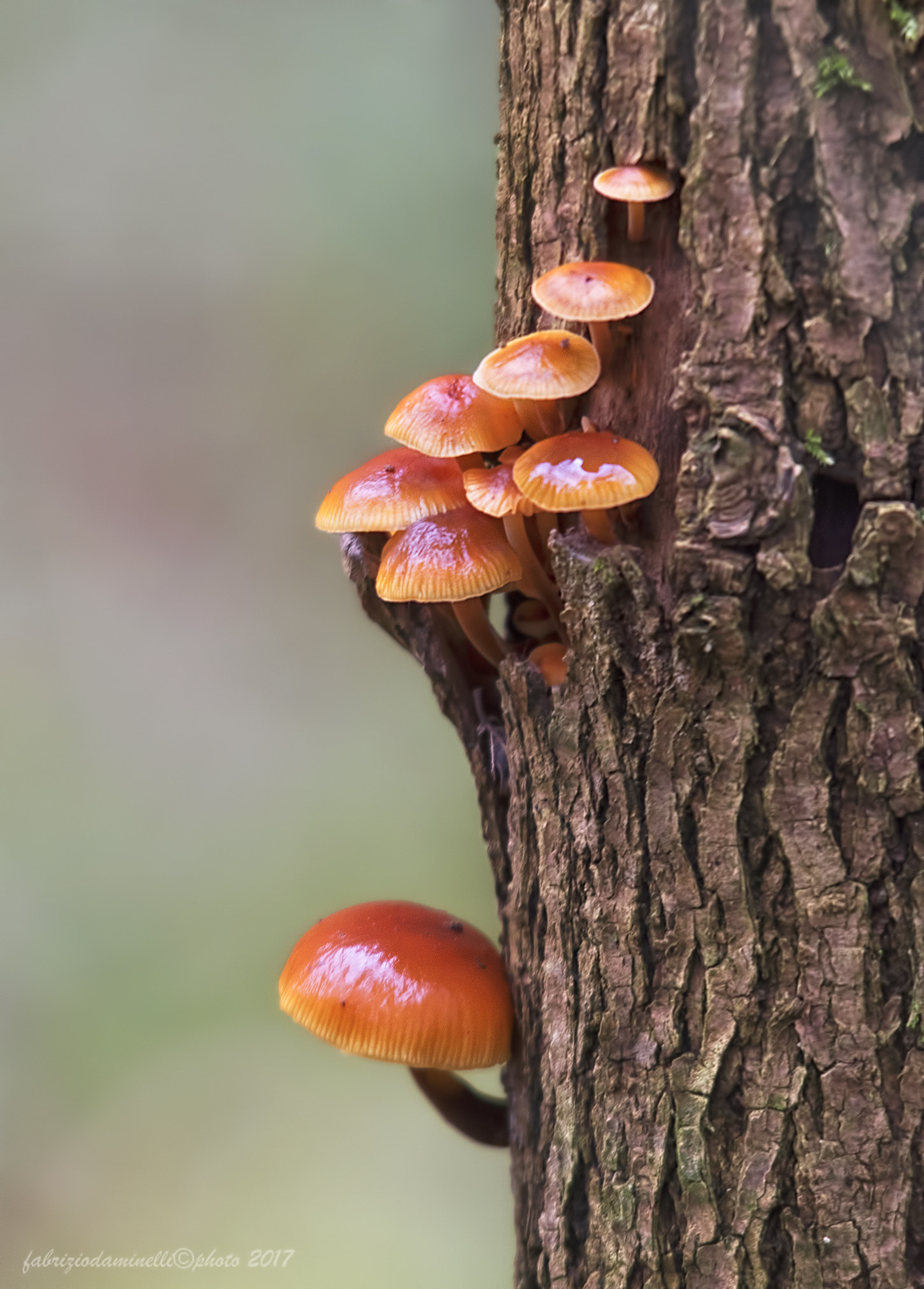 Canon EOS 7D Mark II + Sigma 150-500mm F5-6.3 DG OS HSM sample photo. Mushrooms photography