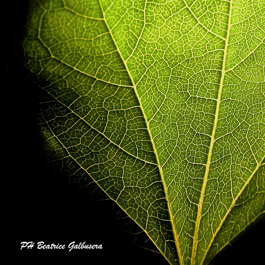 Canon EOS 5D + Canon EF 85mm F1.8 USM sample photo. Leaf close-up photography
