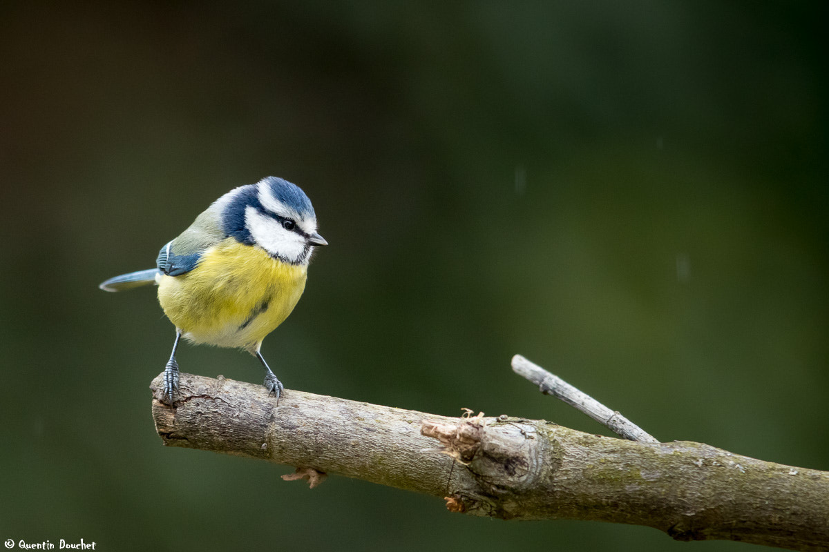 Canon EF 600mm F4L IS II USM sample photo. Mésange bleue photography