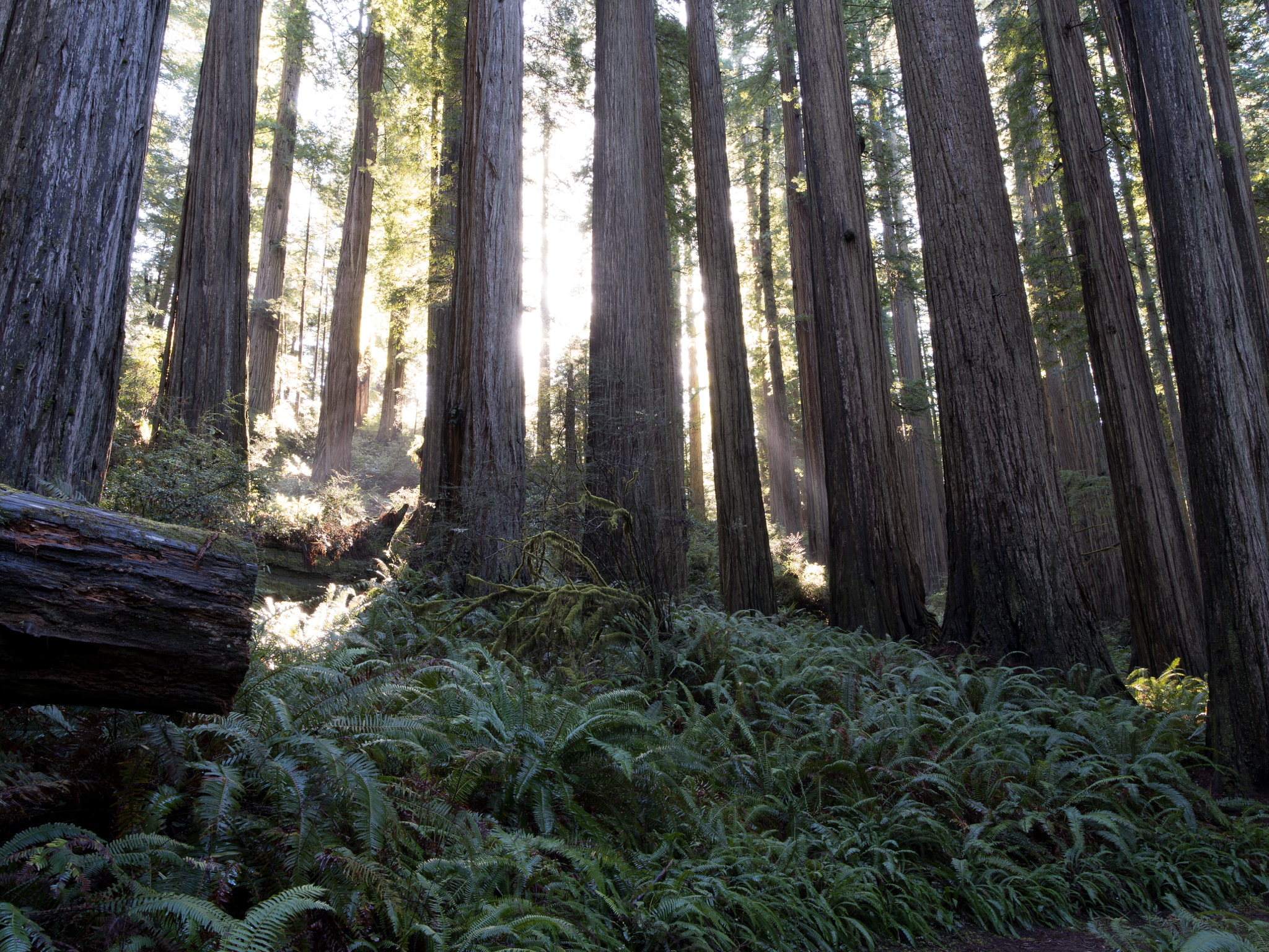 Pentax 645Z + HD Pentax-D FA645 35mm F3.5 AL [IF] sample photo. Redwoods, boy scout tree trail photography