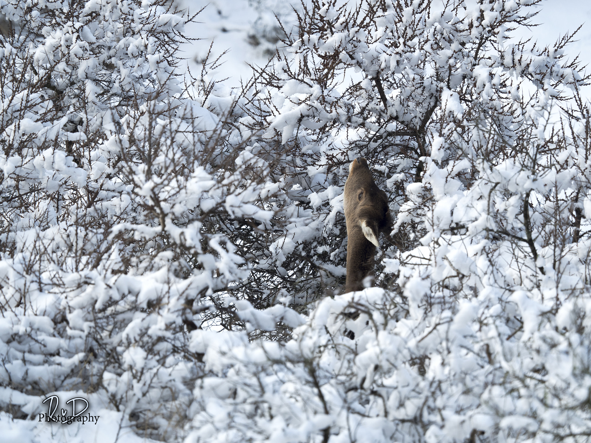 Olympus OM-D E-M5 II + Olympus M.Zuiko Digital ED 40-150mm F2.8 Pro sample photo. Survival photography